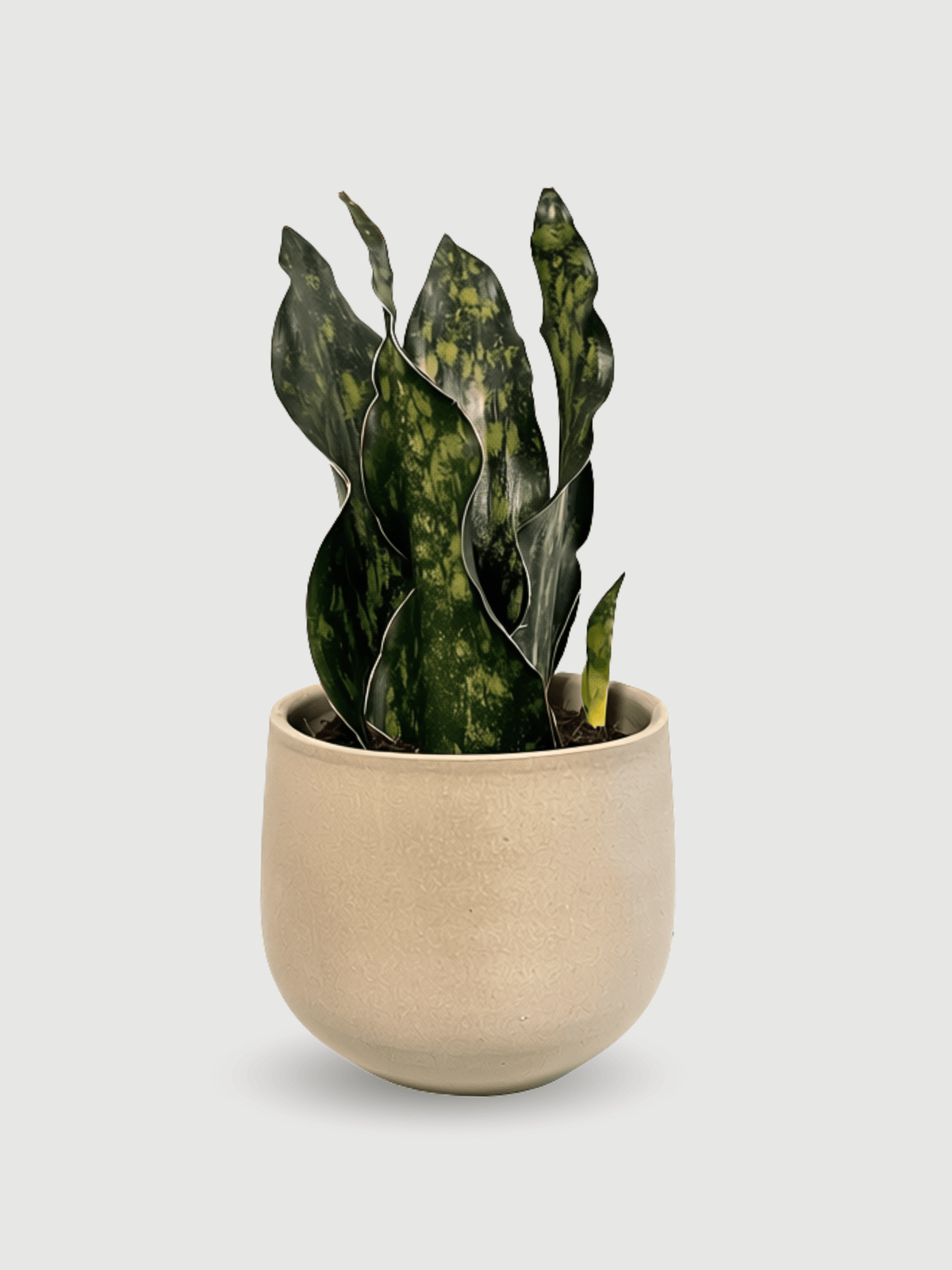 Snake Plant, Sansevieria Granite Emerald - Rebel Plants