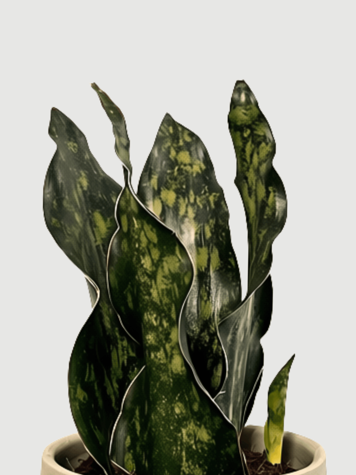 Snake Plant, Sansevieria Granite Emerald - Rebel Plants