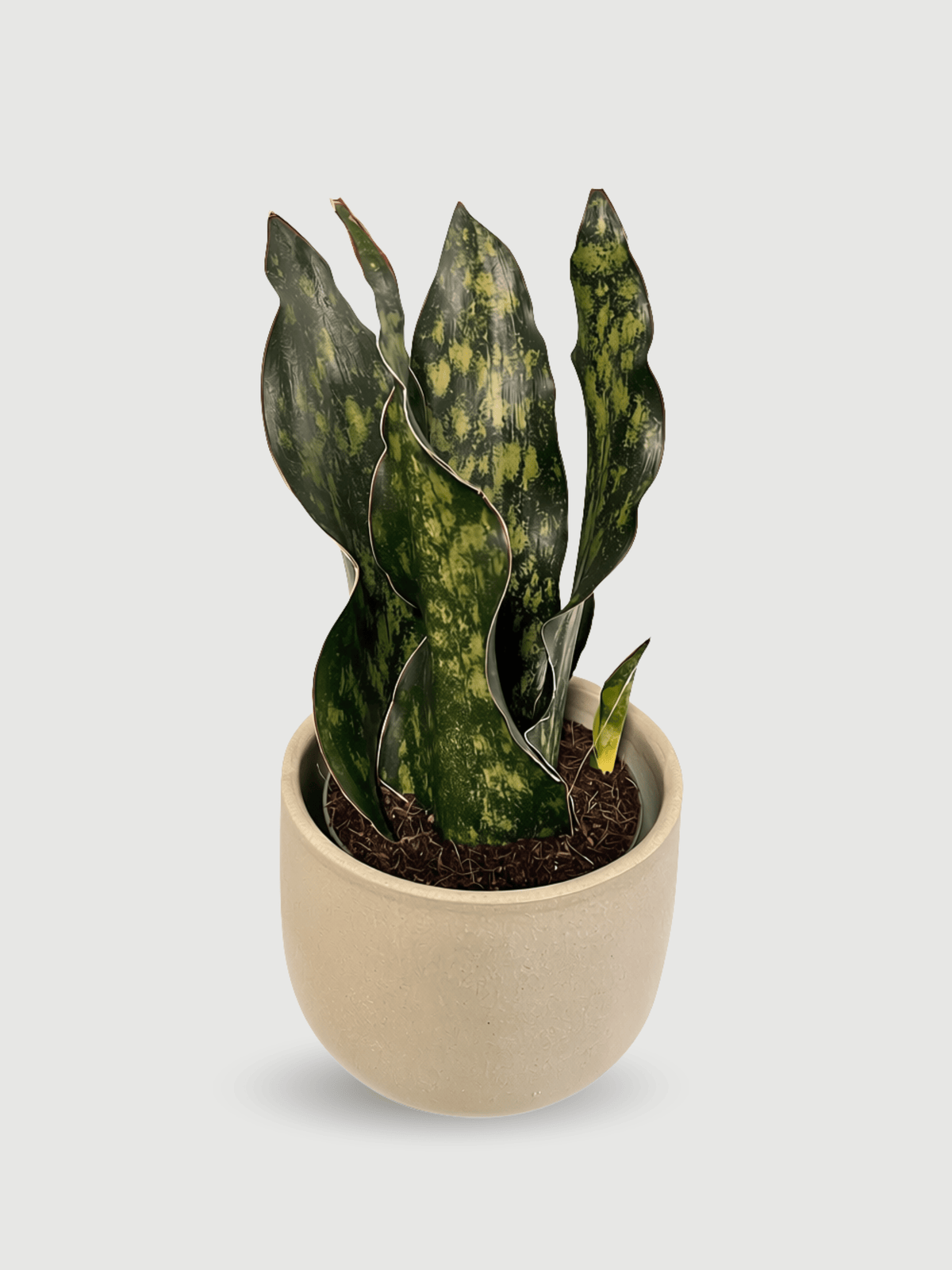 Snake Plant, Sansevieria Granite Emerald - Rebel Plants