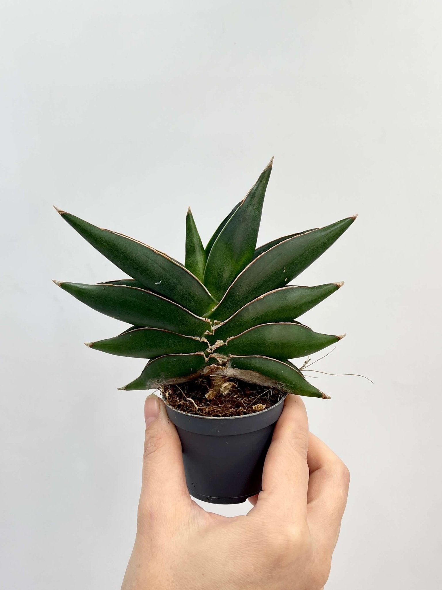 Snake Plants, Sansevieria Stylish Fan, Buy Online