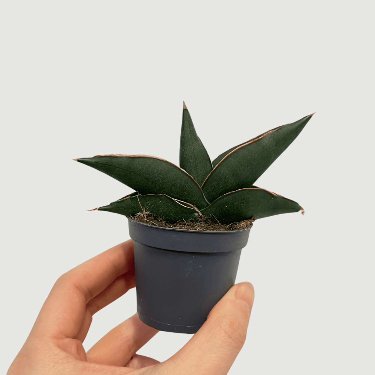 sansevieria where to buy Snake Plants, Sansevieria Stylish Fan, Buy Online
