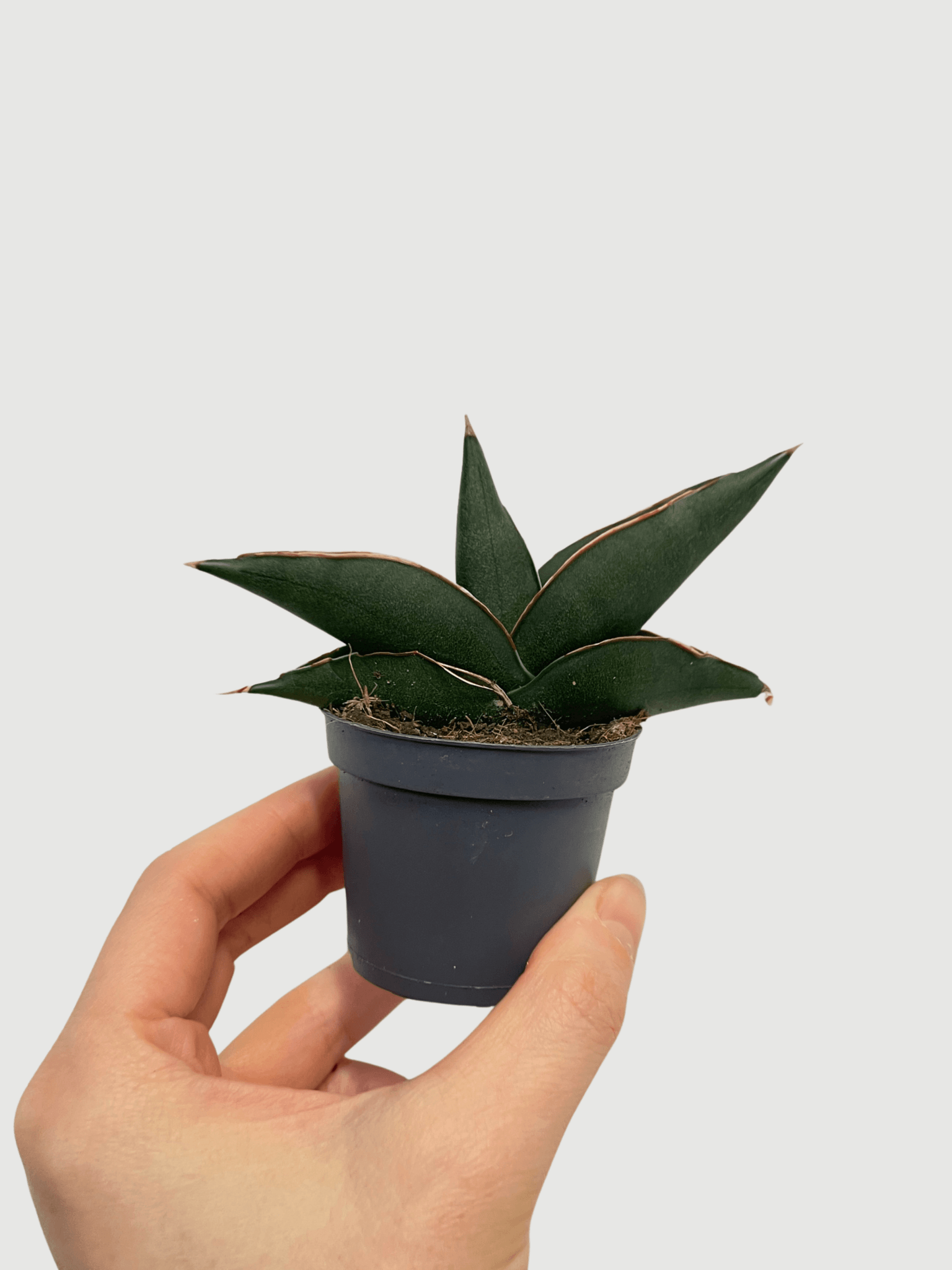 sansevieria shop online Snake Plants, Sansevieria Stylish Fan, Buy Online