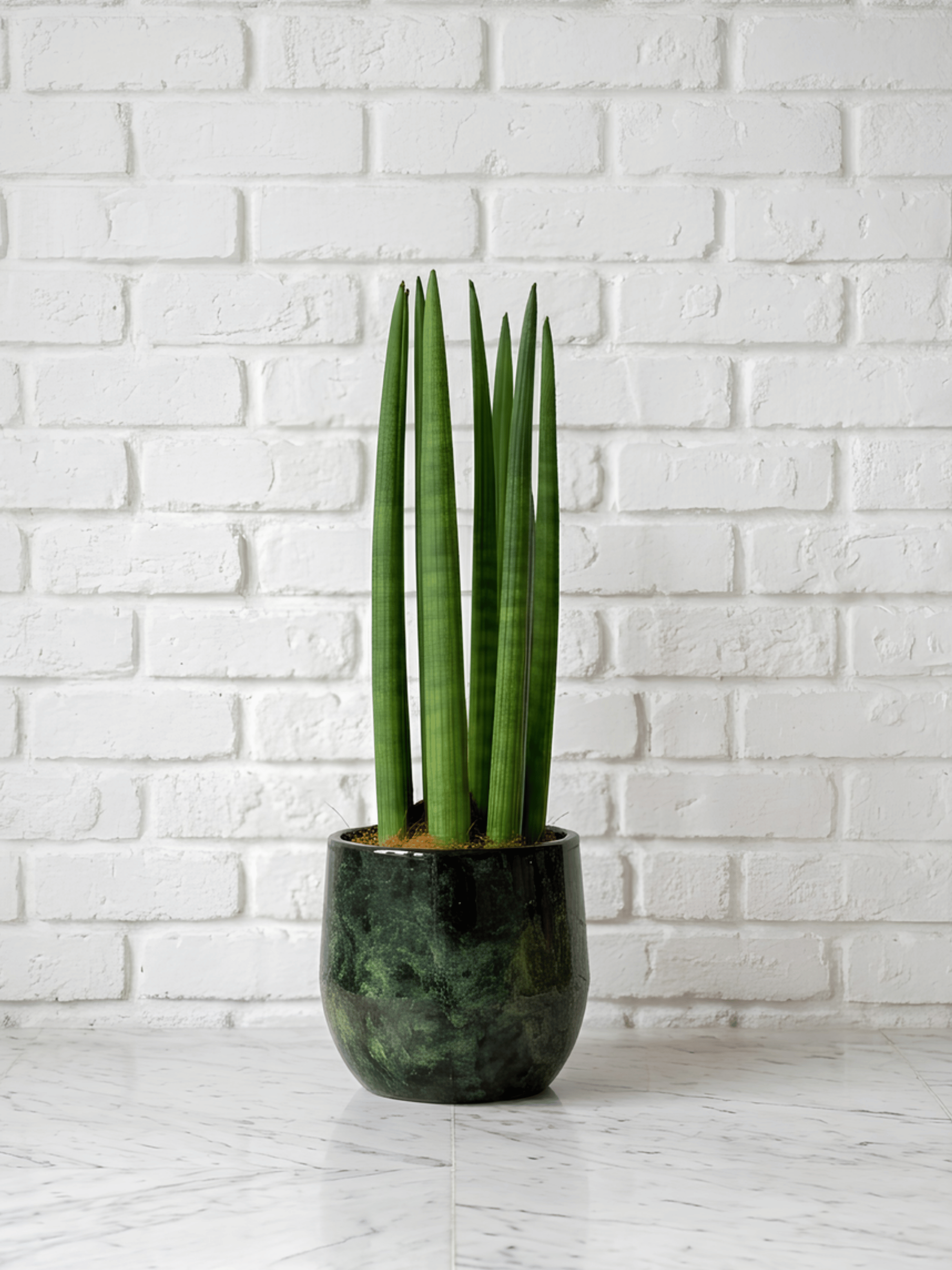 Sansevieria Cylindrica Straight in Metal Pot, Plant & Pot Bundle
