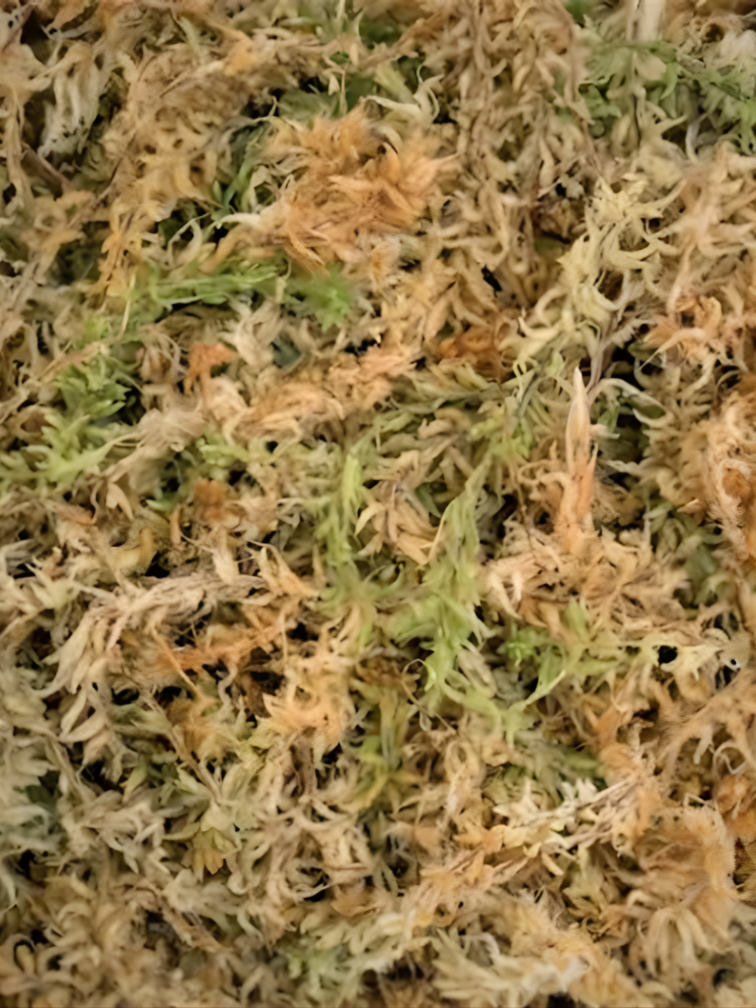 High-Quality Sphagnum Moss - 2.5L