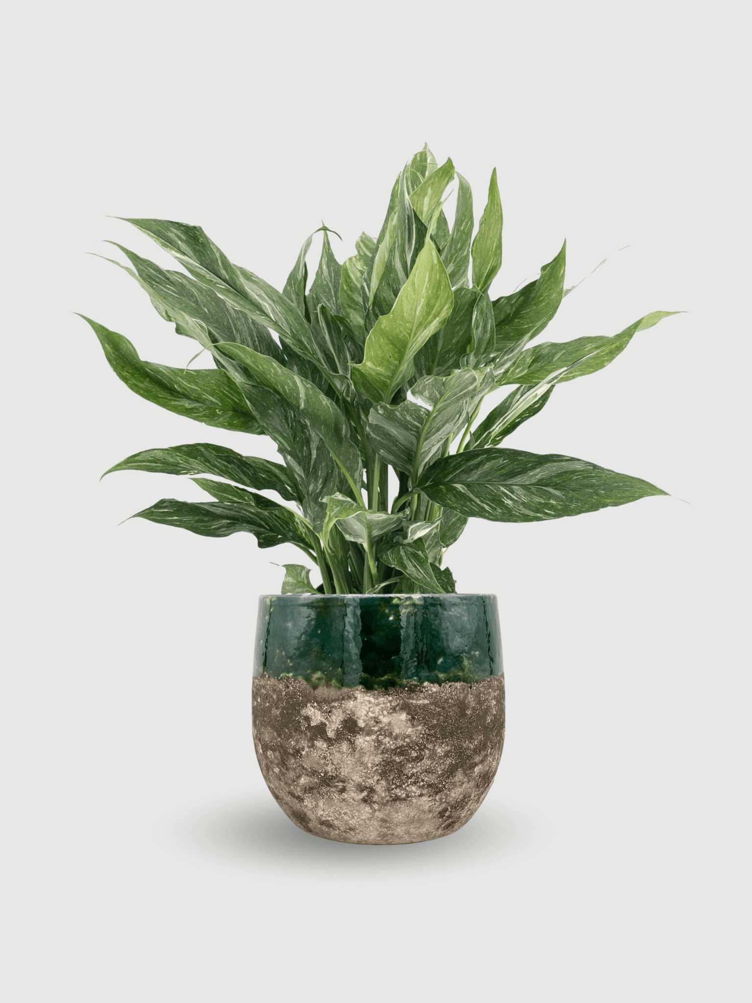 Spathiphyllum_Diamond_Variagata__Peace_Lily