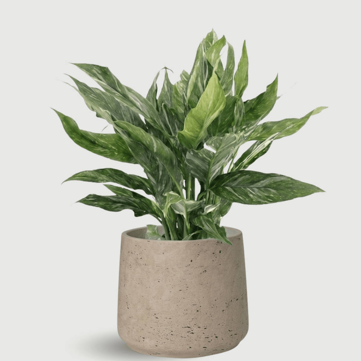 peace lily diamond Spathiphyllum Diamond