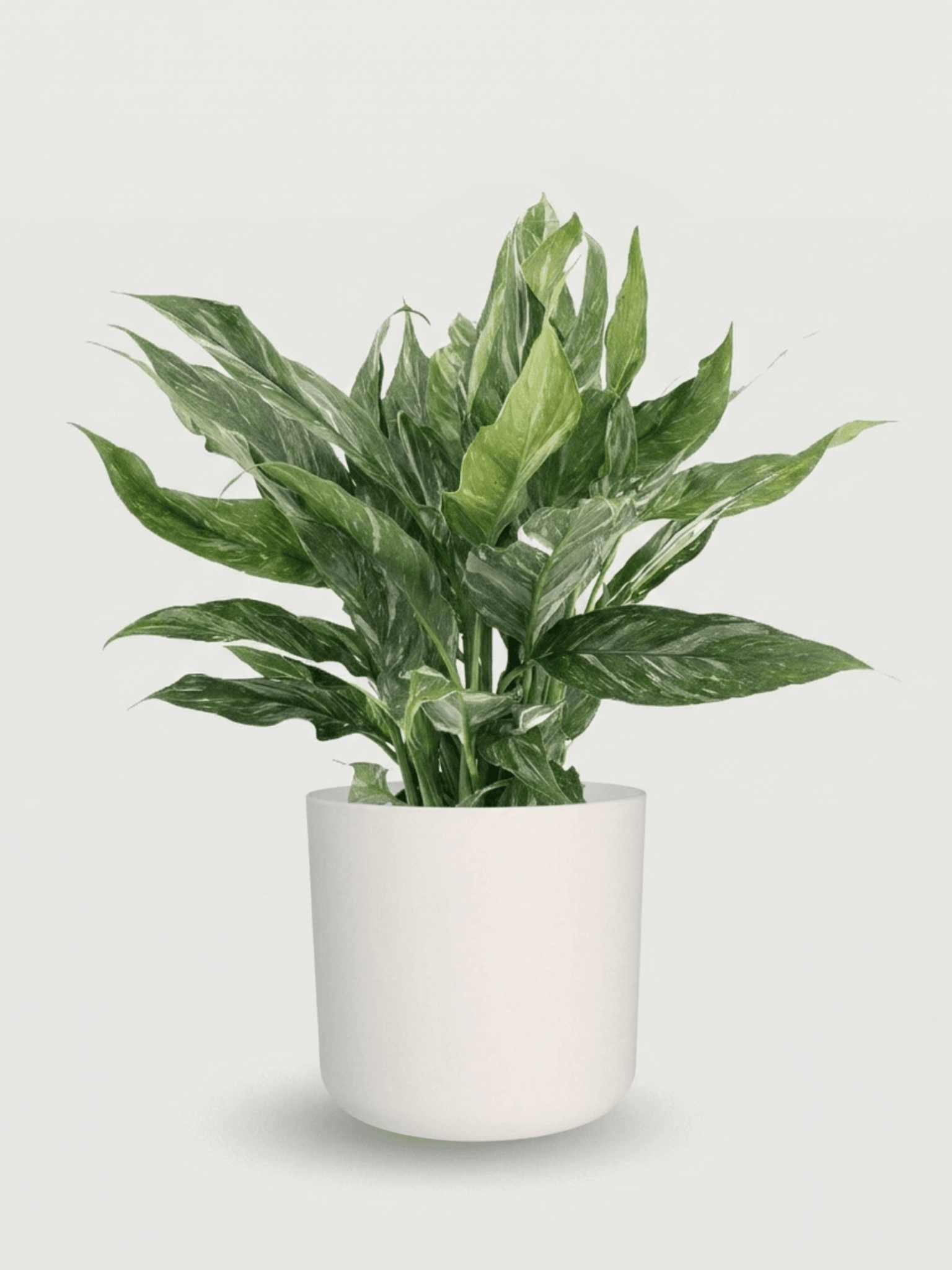 Spathiphyllum Diamond Variegata | Peace Lily in Pot