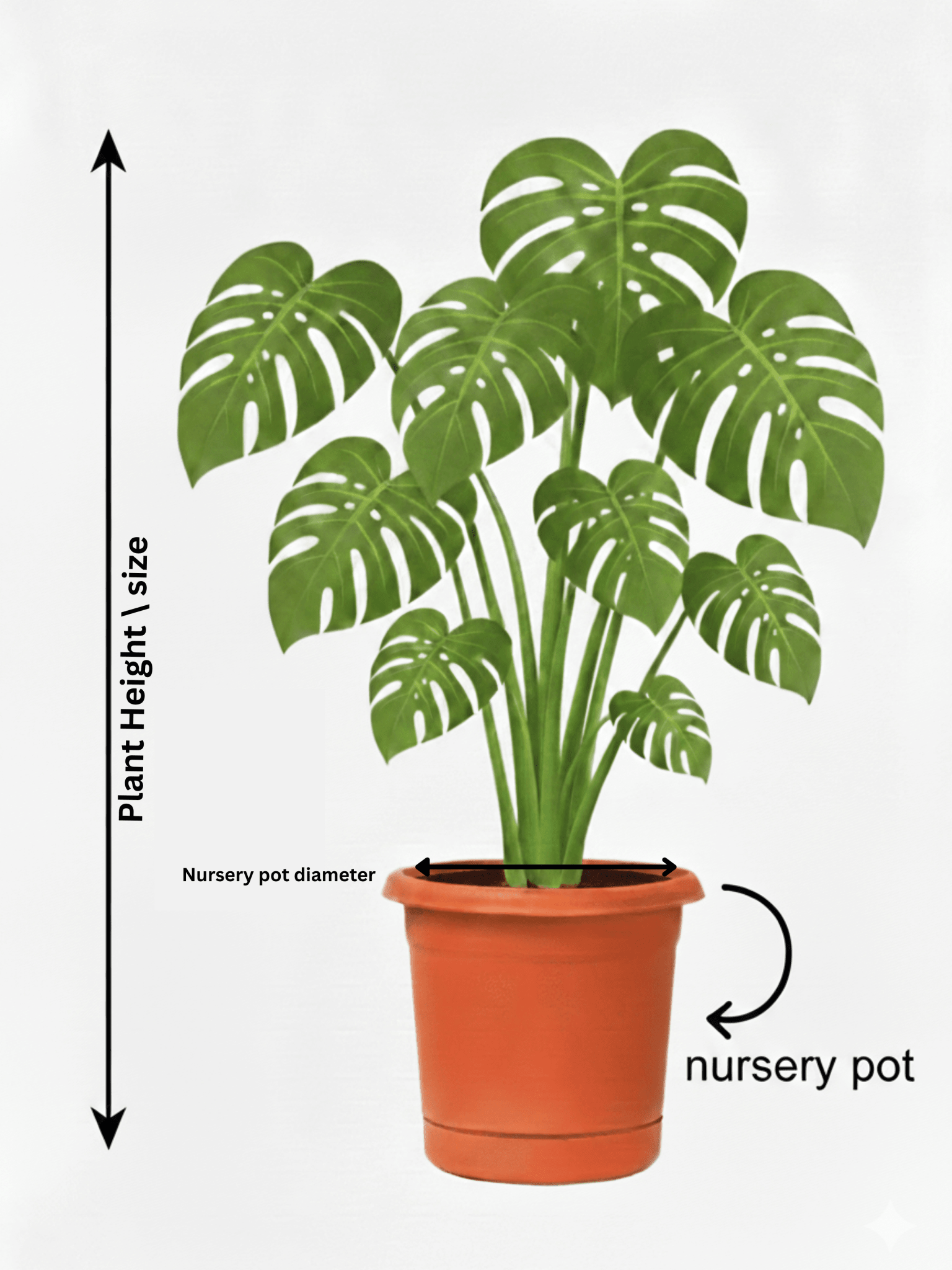 Bird of Paradise in Metal Plant Pot - Strelitzia Nicolai 