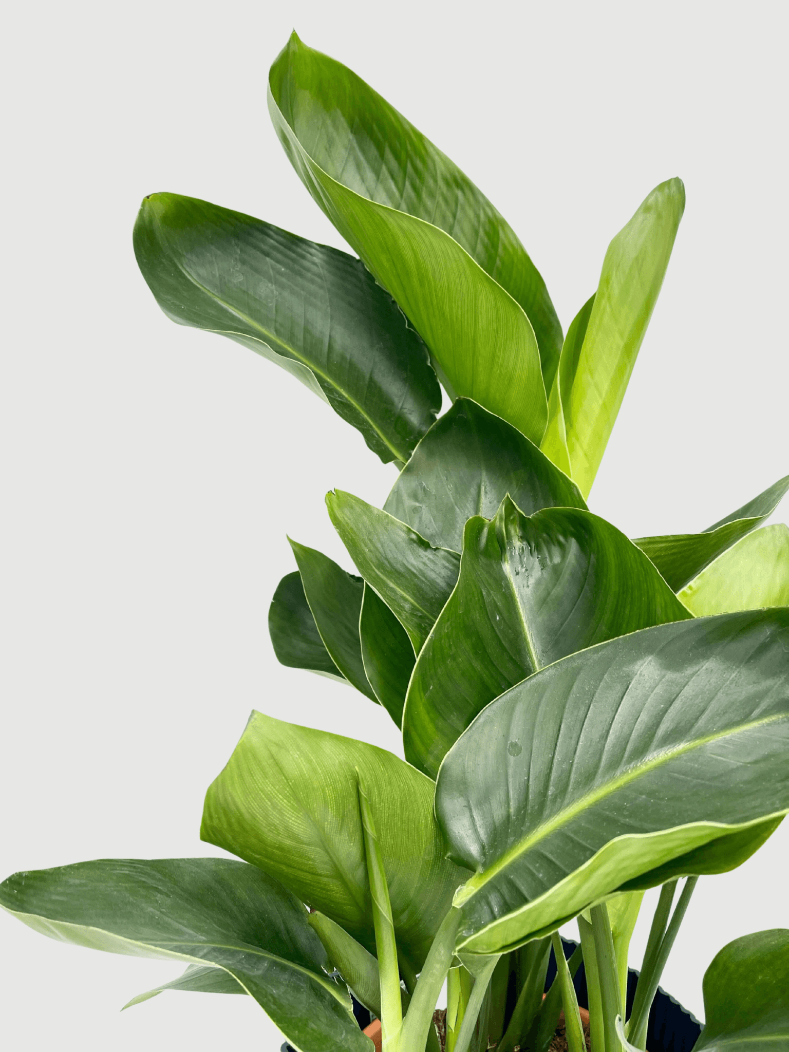 Strelitzia Nicolai - White Bird of Paradise | Large Indoor Tree