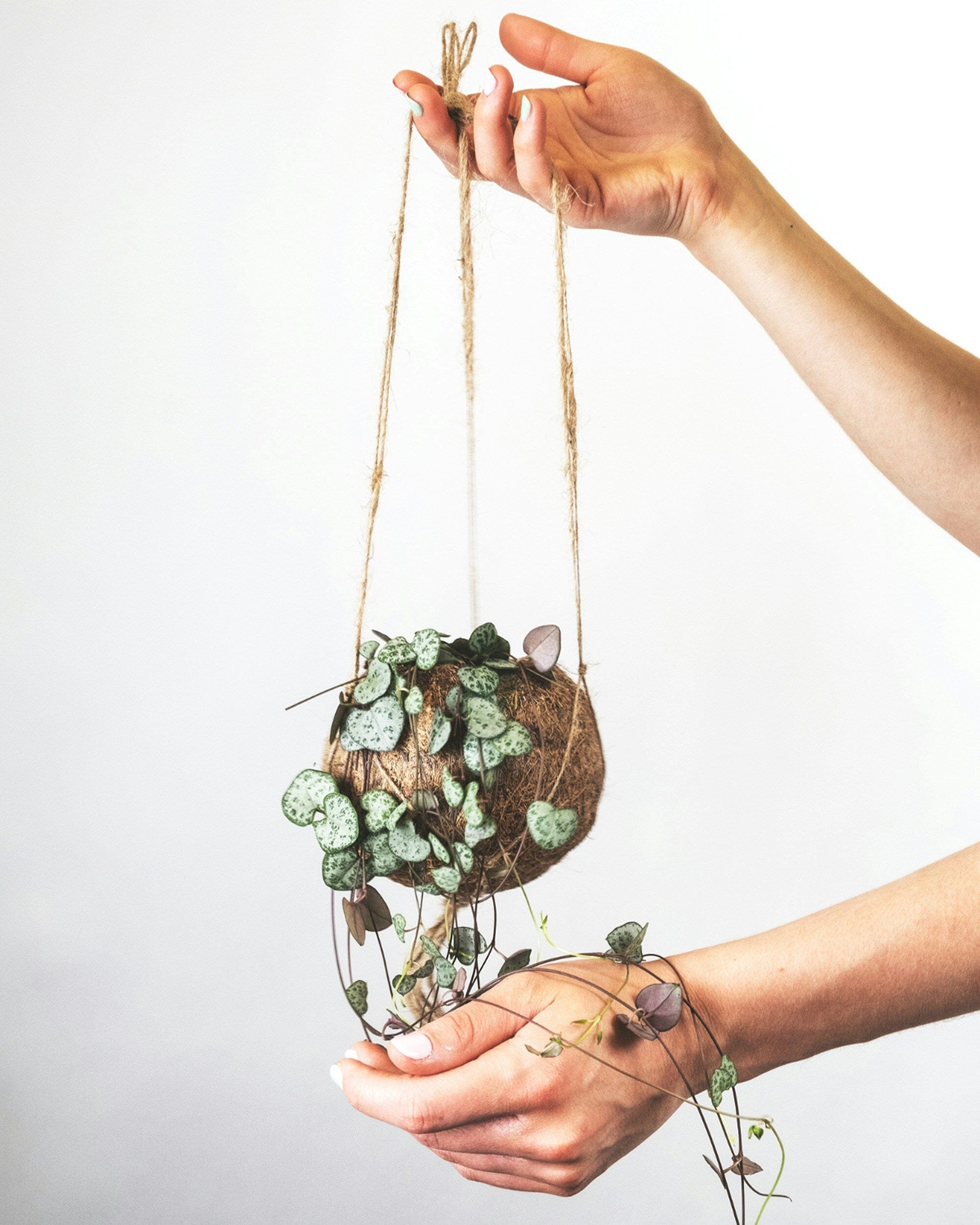 Strings of Hearts, Ceropegia Woodii in Kokodama Hanging Plant Pot