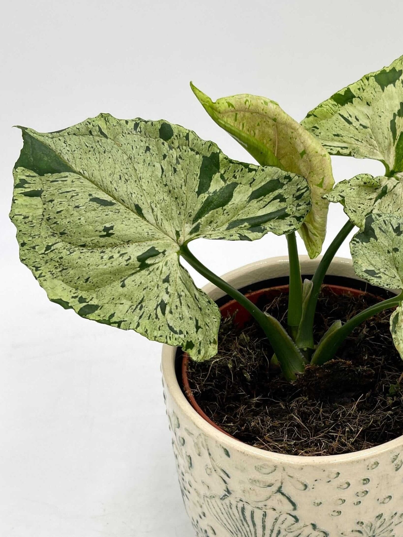 Syngonium Green Splash, Arrowhead House Plant