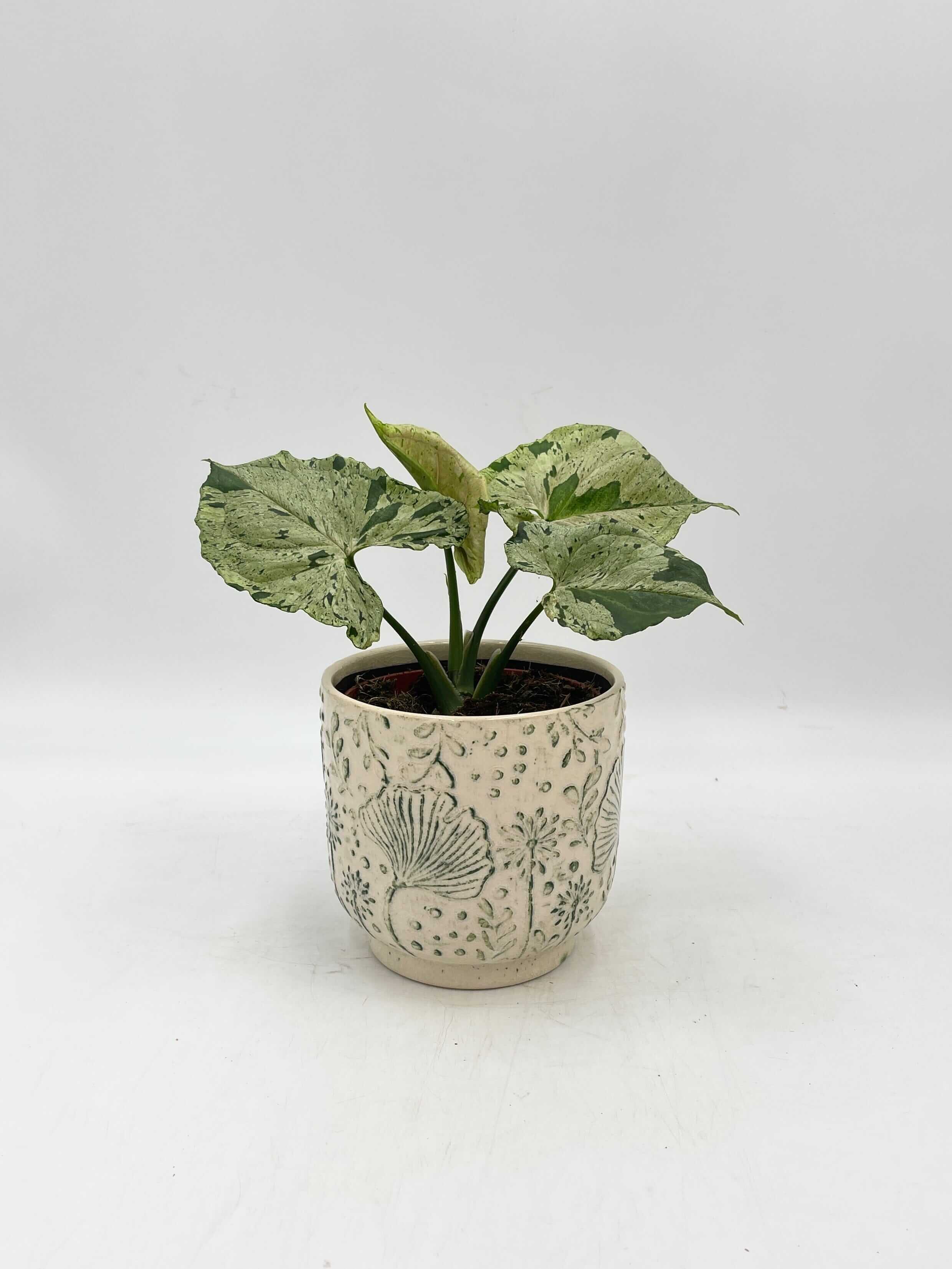 Syngonium Green Splash Arrowhead House Plant