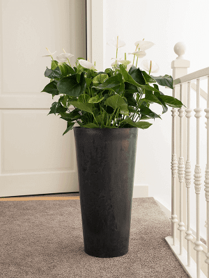 Tall Plant Pot Artstone - Black - Eco Friendly - Indoor & Outdoor