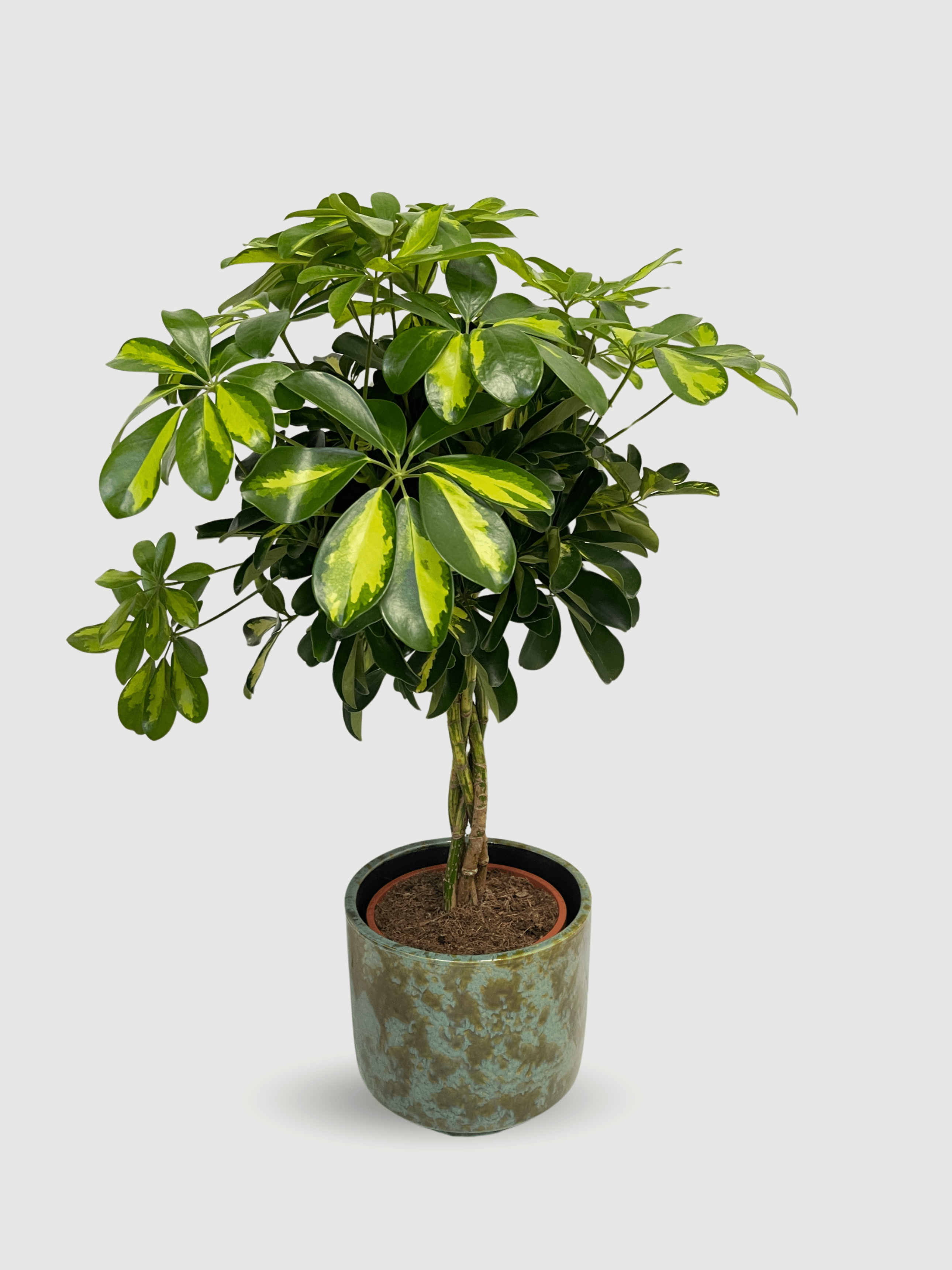 The Schefflera arboricola Gold Capella