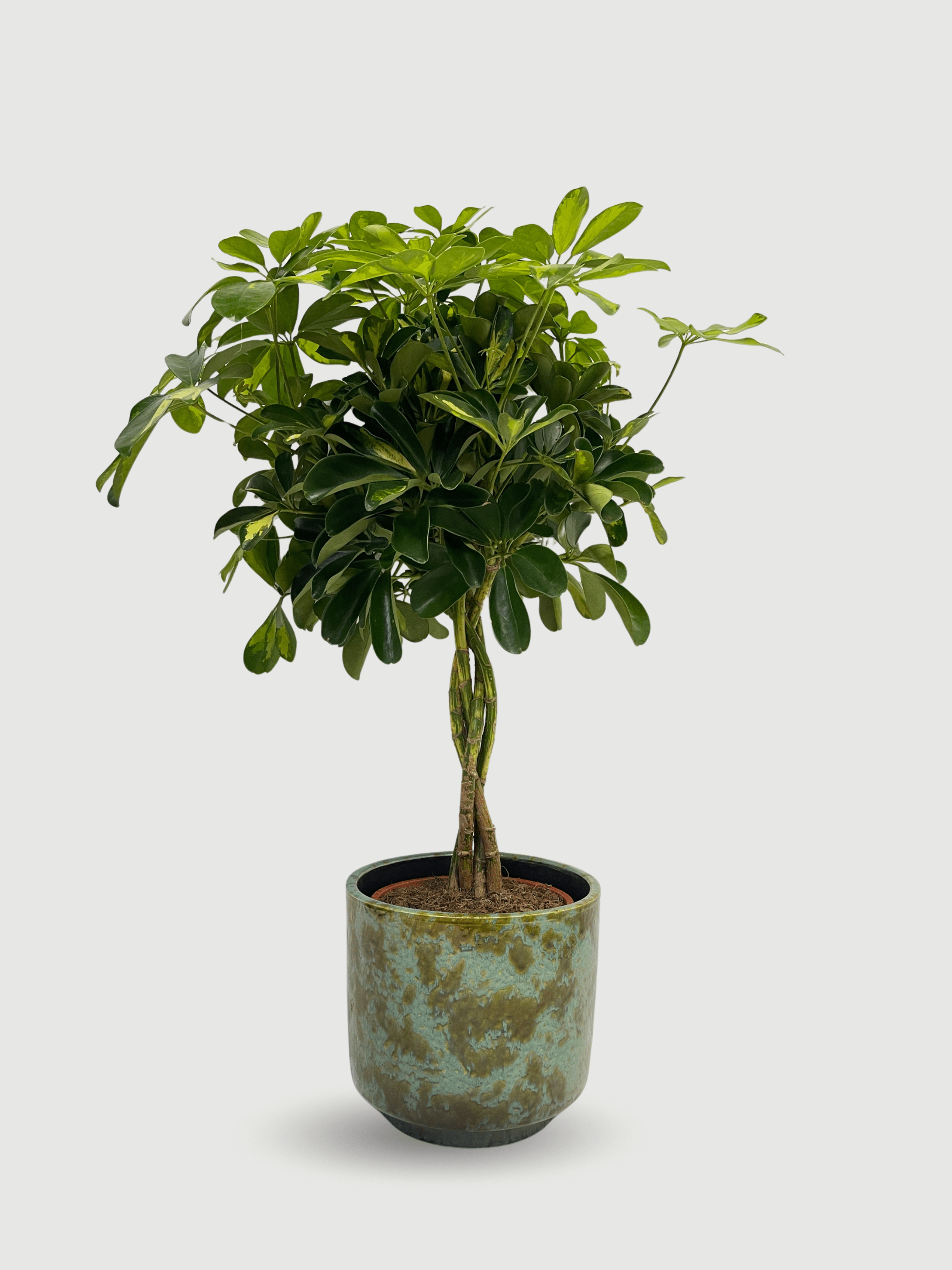 The Schefflera arboricola Gold Capella