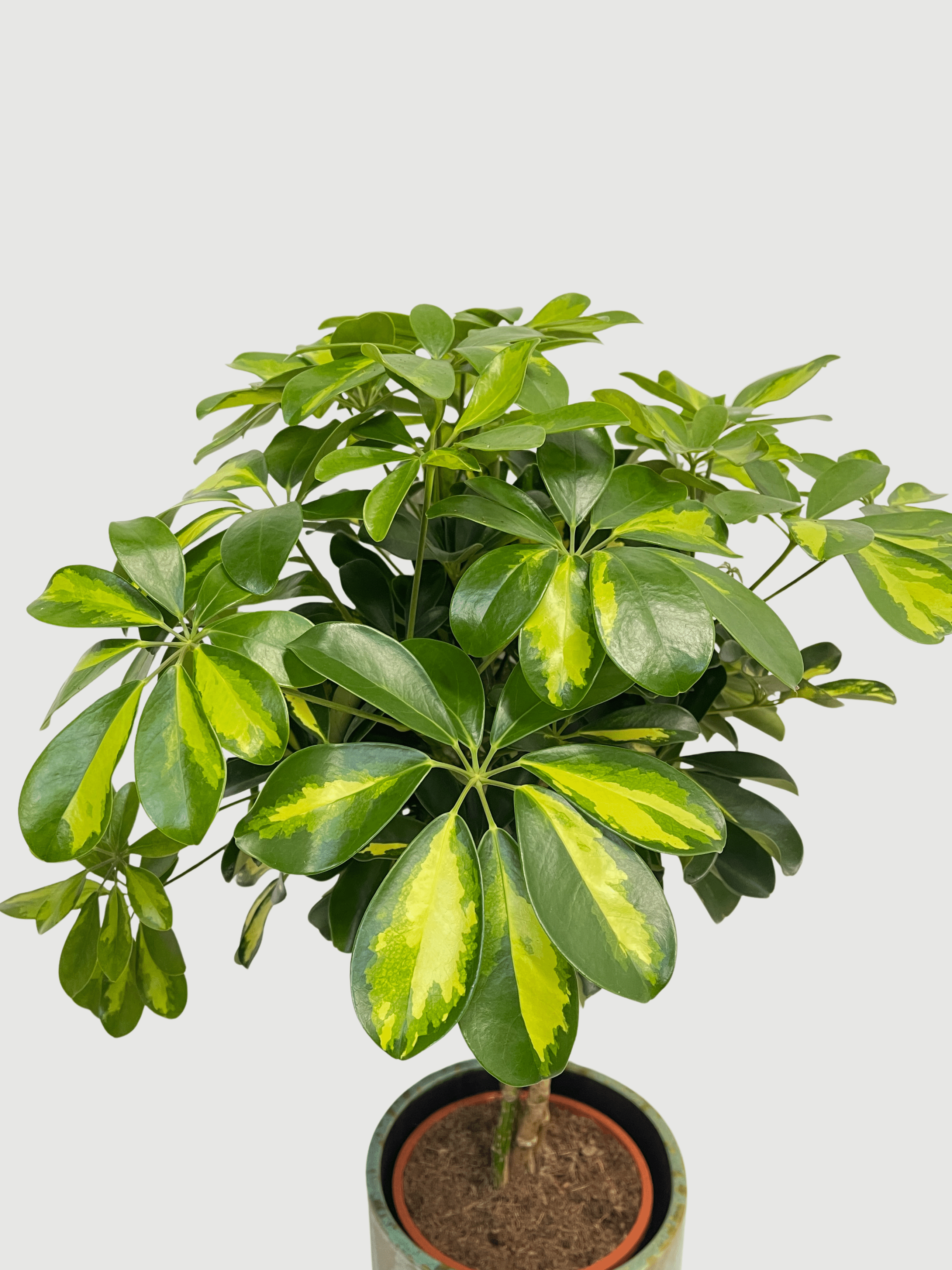 The Schefflera arboricola Gold Capella