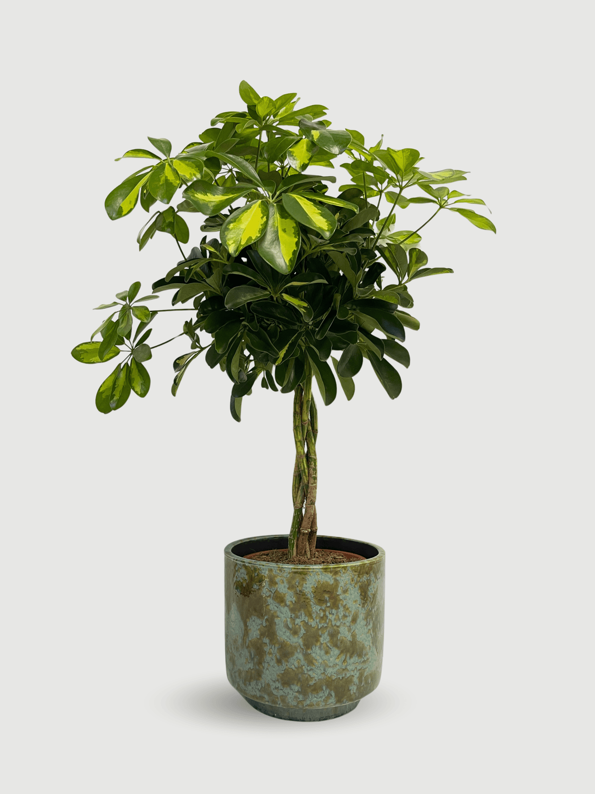 Schefflera arboricola Gold Capella - Stunning Plant