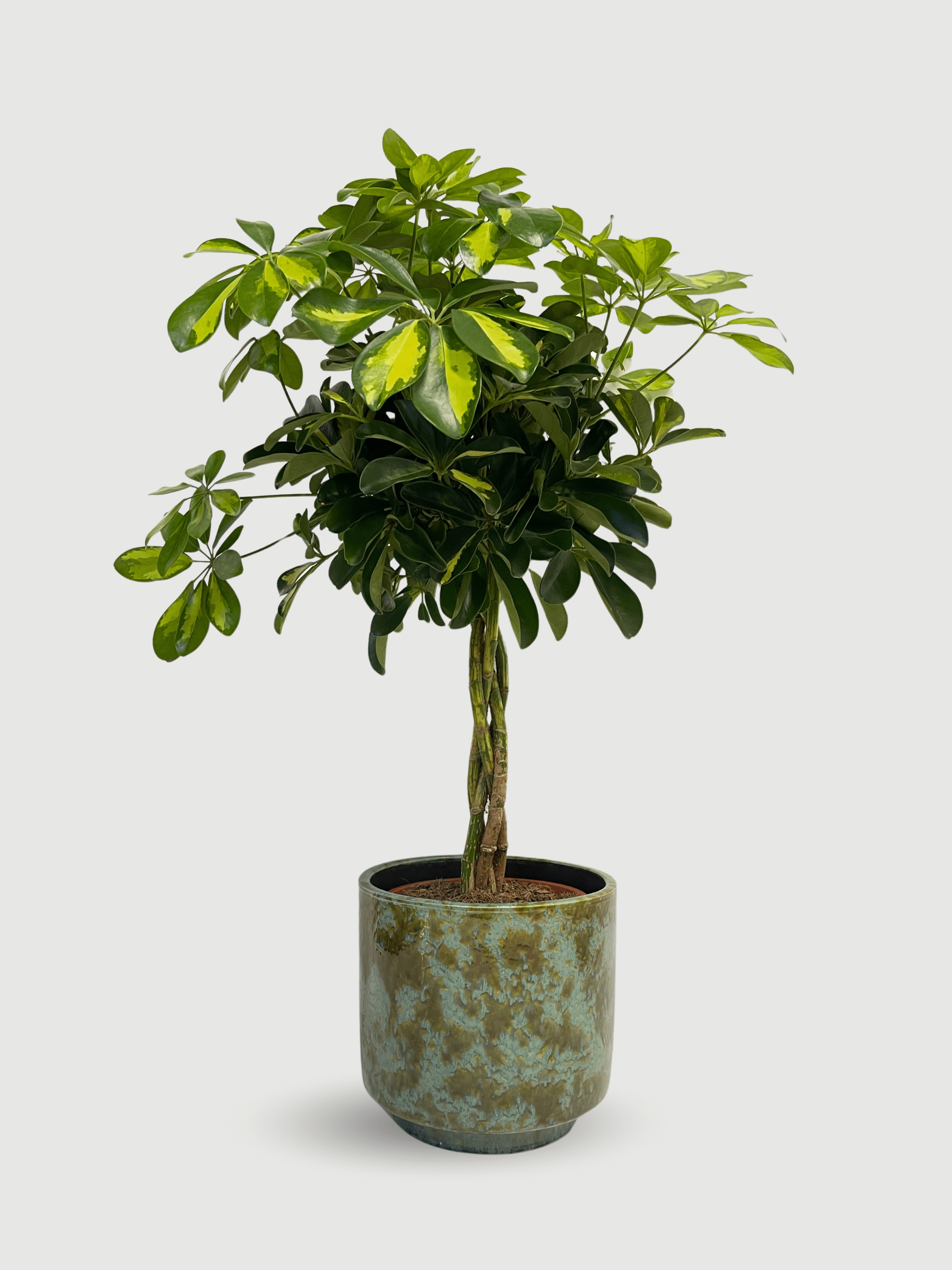 The Schefflera arboricola Gold Capella