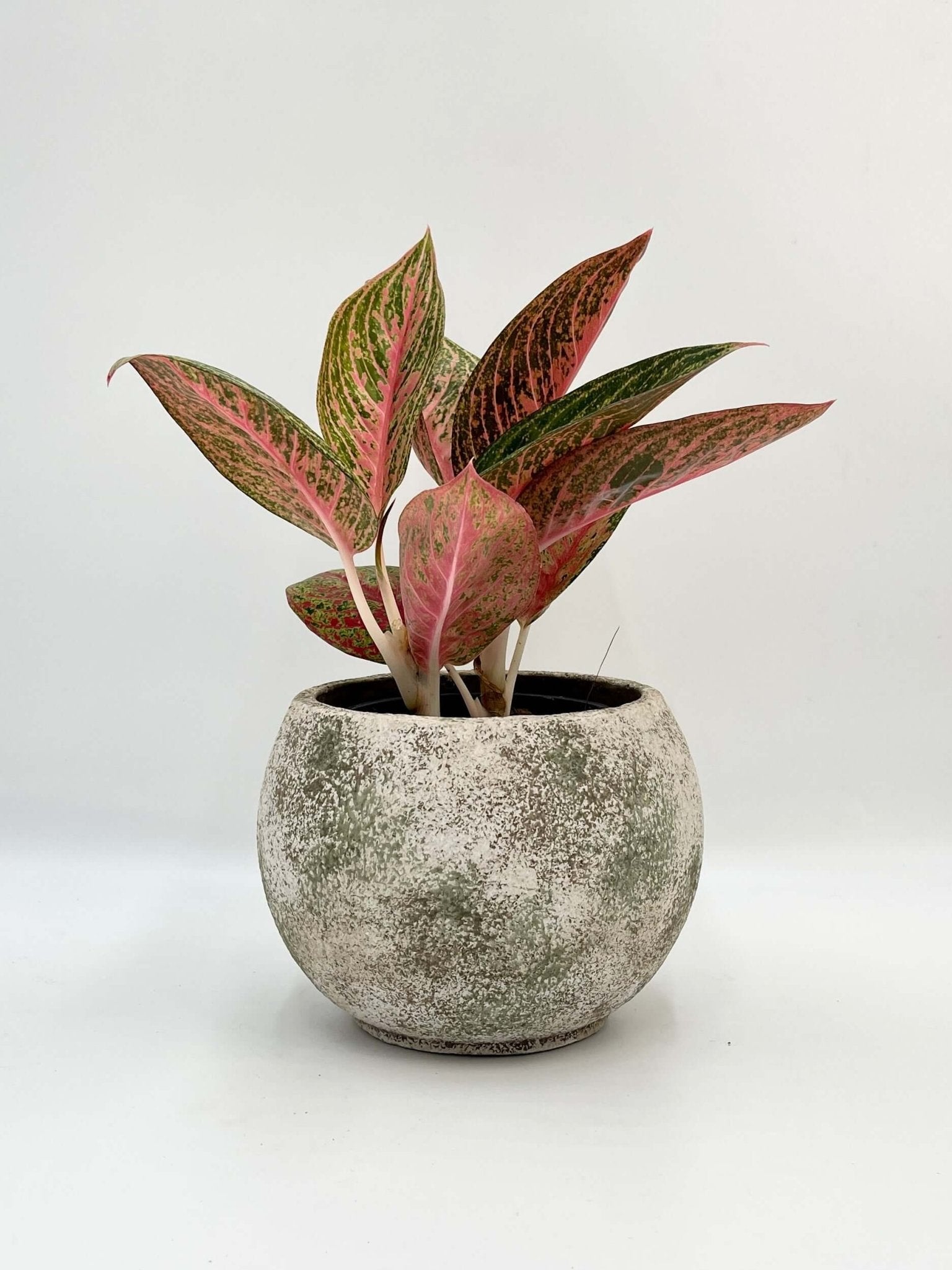 Tommy Ceramic Plant Pot, Light Green & Beige, Multiple Sizes