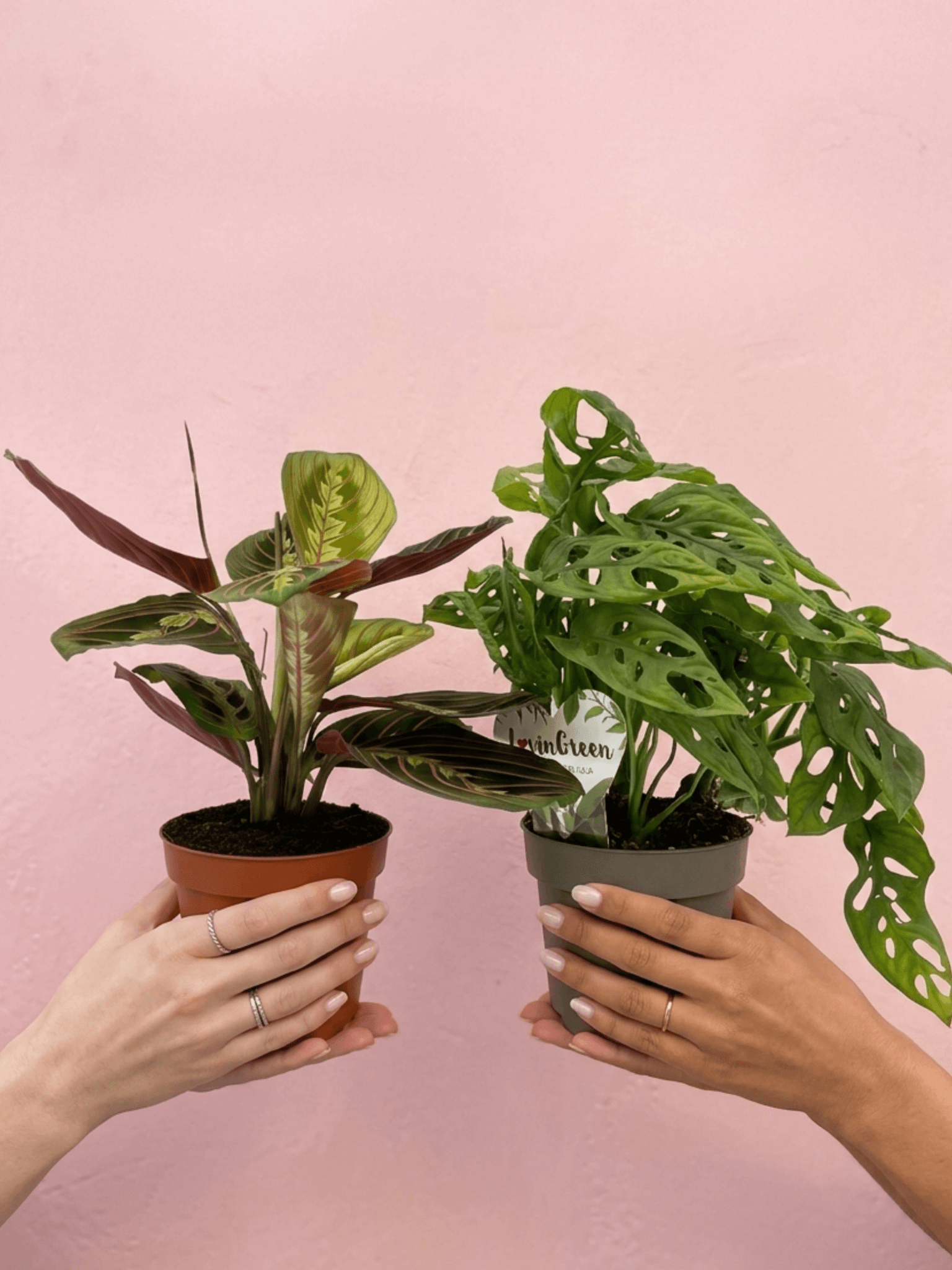 Trailing Houseplant Bundle, Monstera Adansonii, Maranta Fascinator - Rebel Plants
