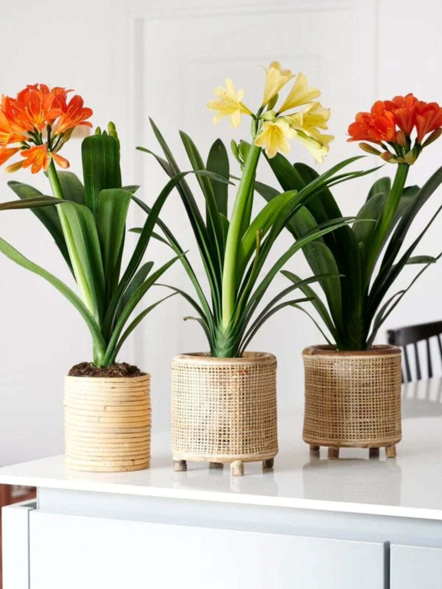 Tropical Clivia Miniata, Orange Bush lily, Indoor Plant