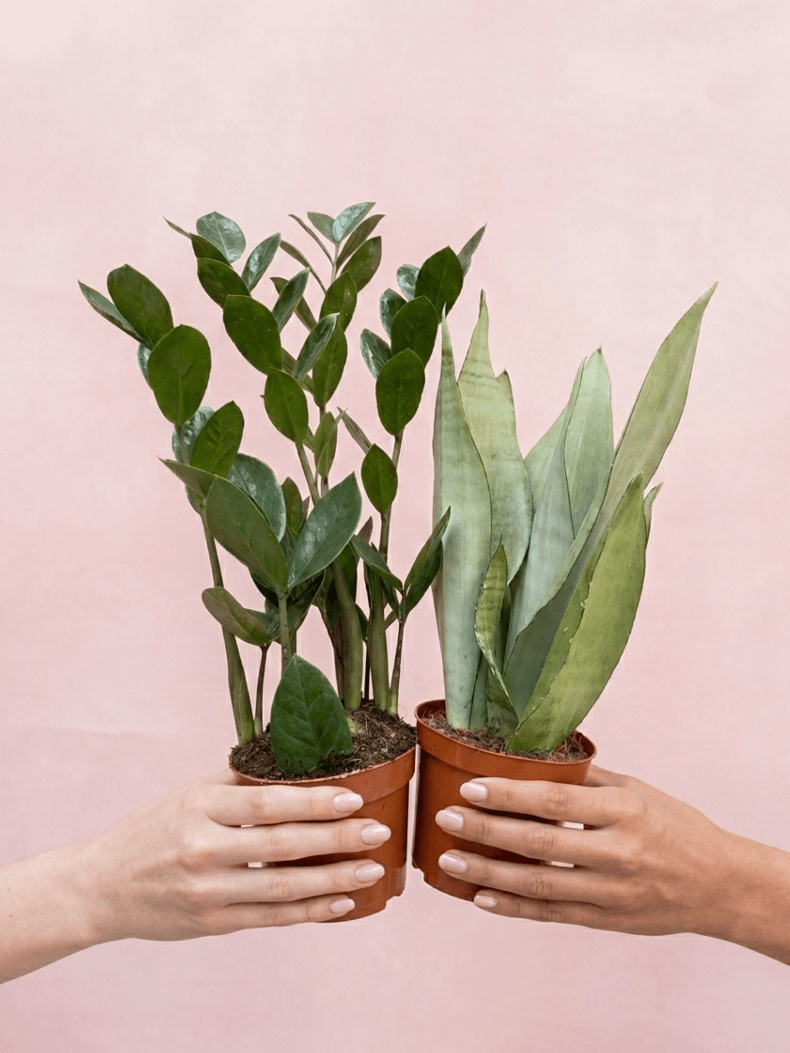 Unkillable Houseplant Duo: Sansevieria Moonshine & Zamioculcas Zamiifolia Plant Bundle - Rebel Plants