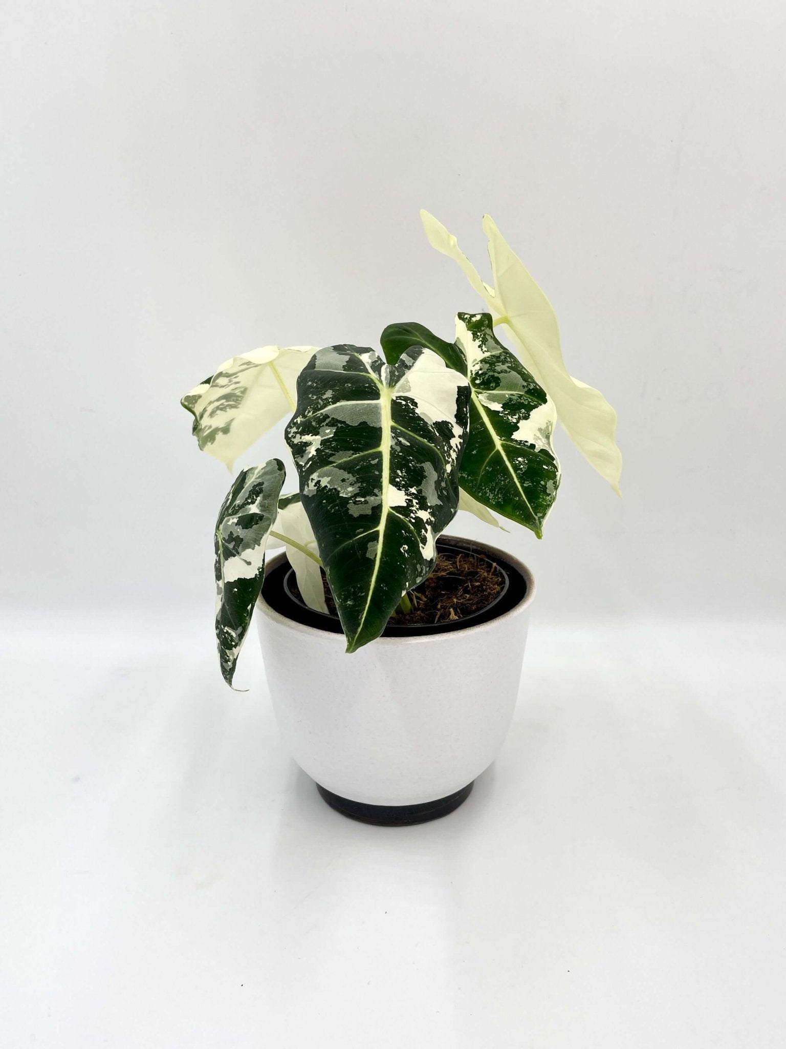 Variegated Alocasia Frydek | Rare Variegated Alocasia for Indoor Plant Collectors
