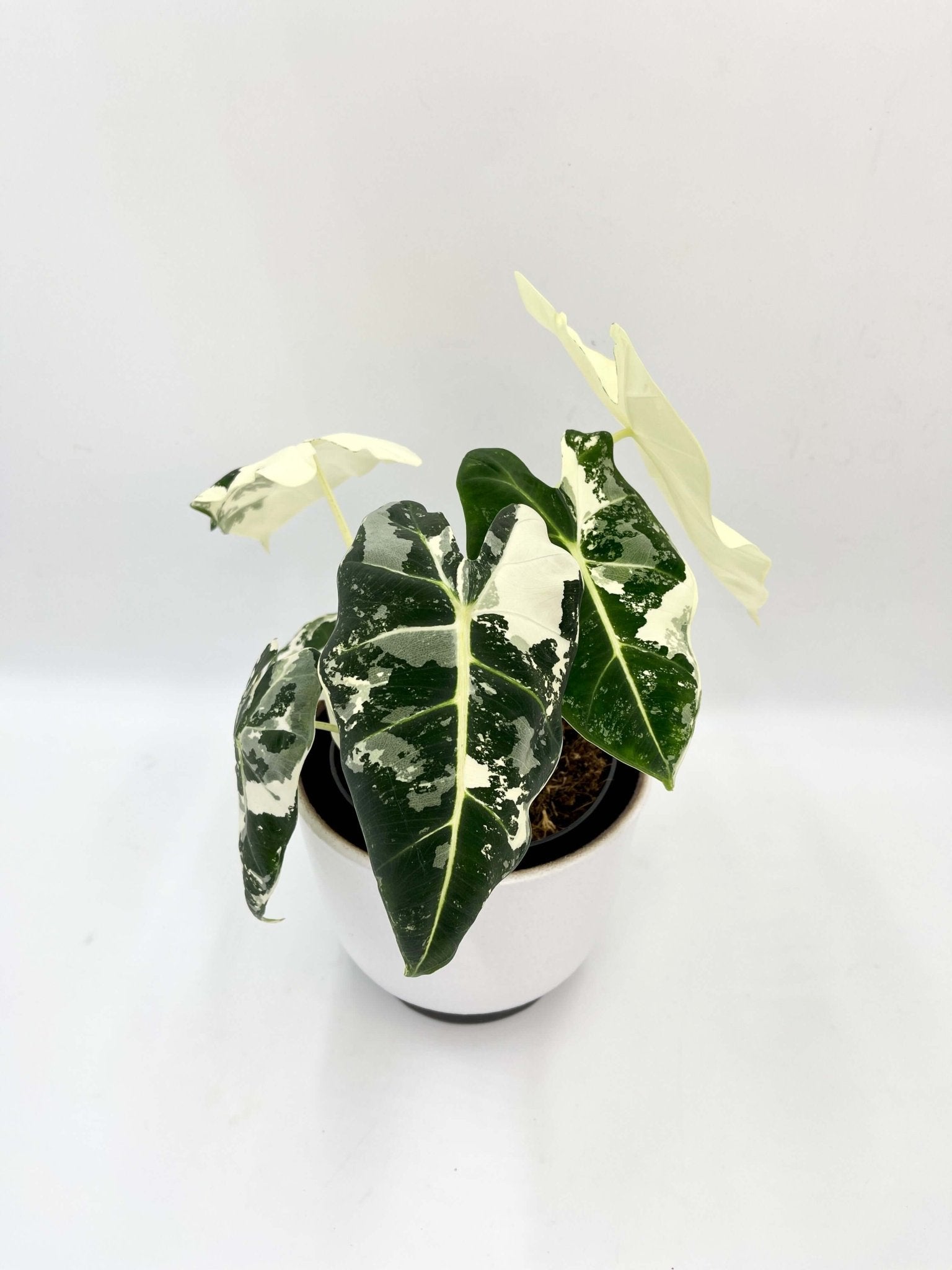 Variegated Alocasia Frydek | Rare Variegated Alocasia for Indoor Plant Collectors