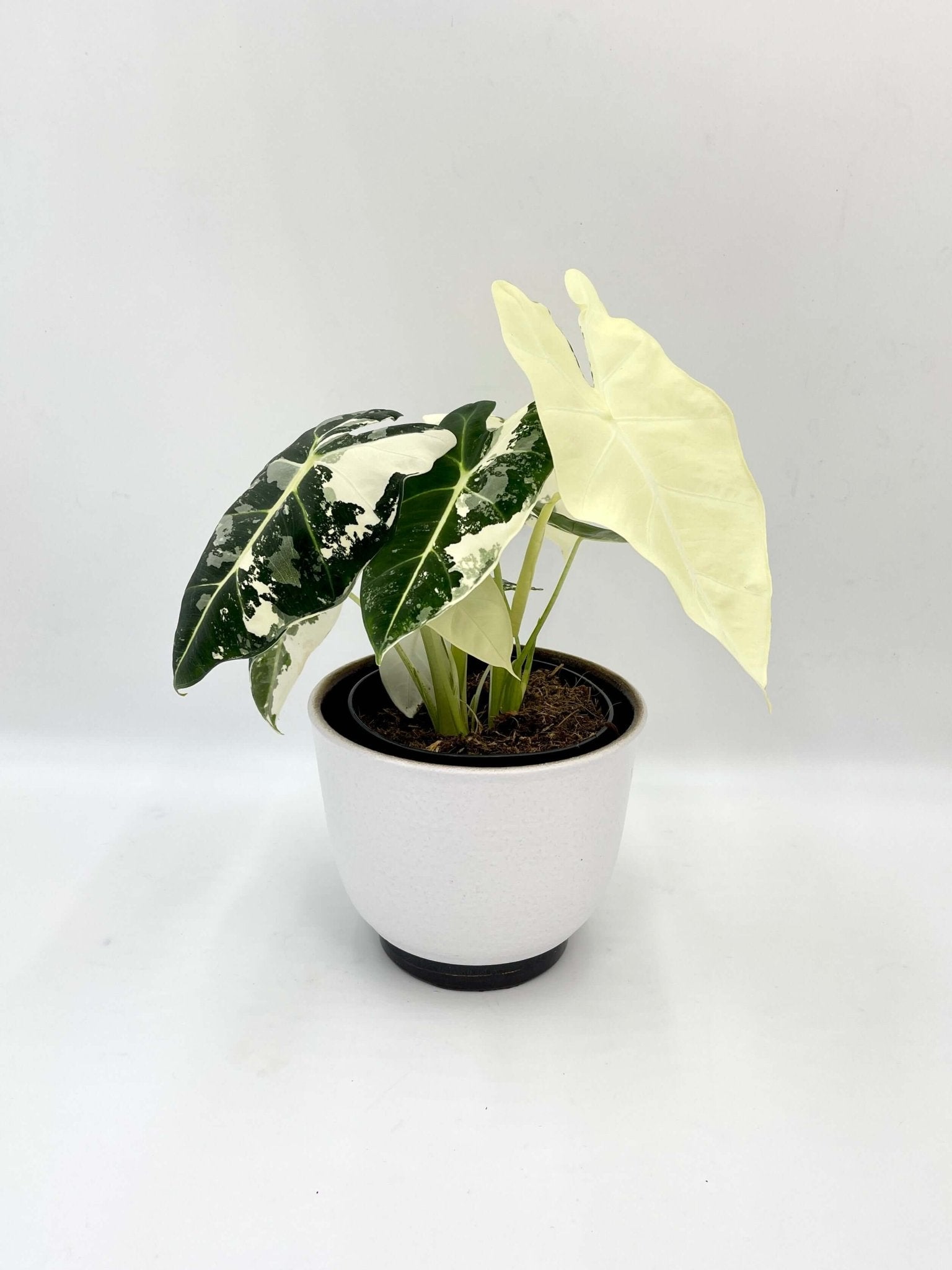 Variegated Alocasia Frydek | Rare Variegated Alocasia for Indoor Plant Collectors