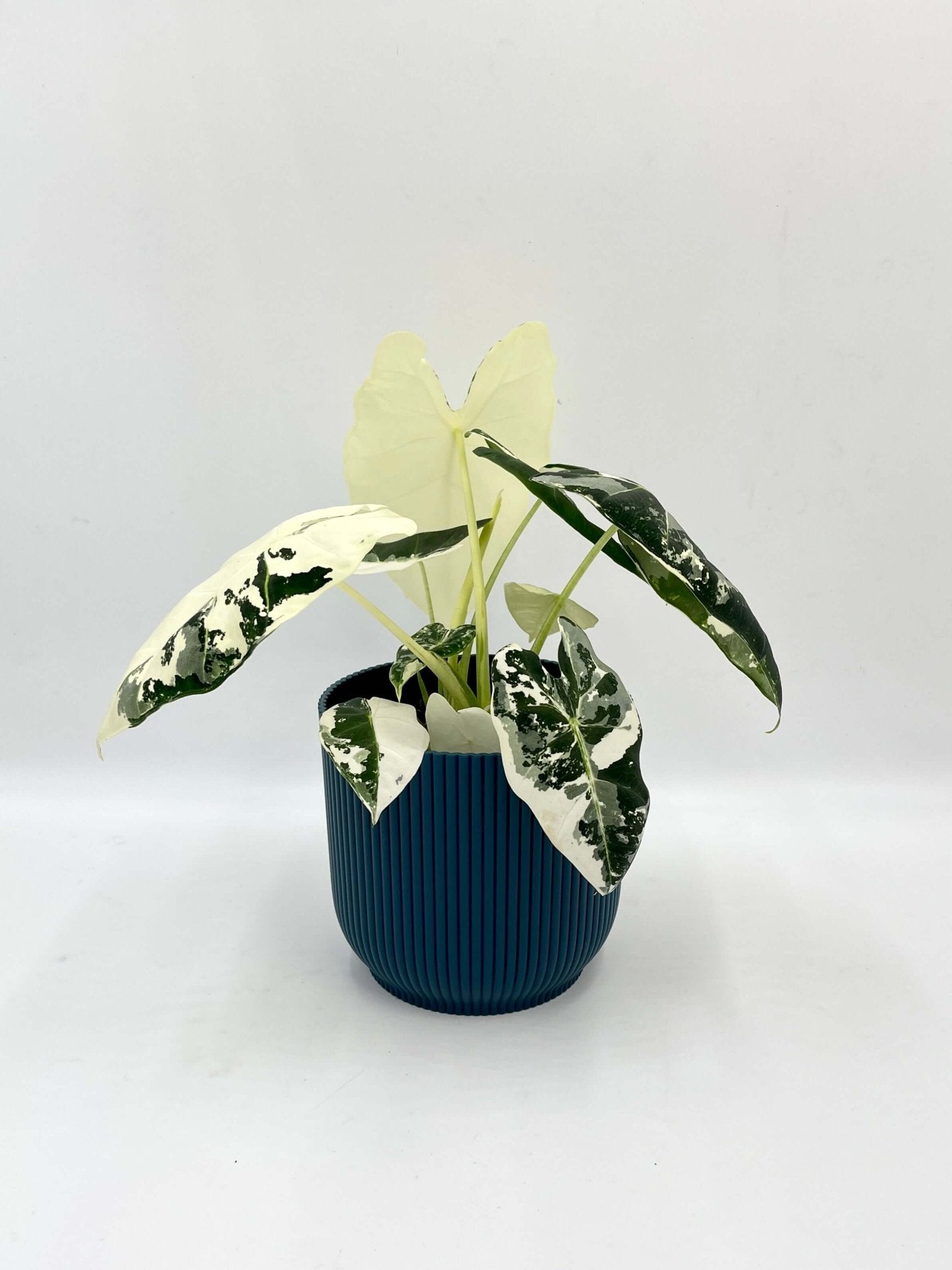 Variegated Alocasia Frydek | Rare Variegated Alocasia for Indoor Plant Collectors