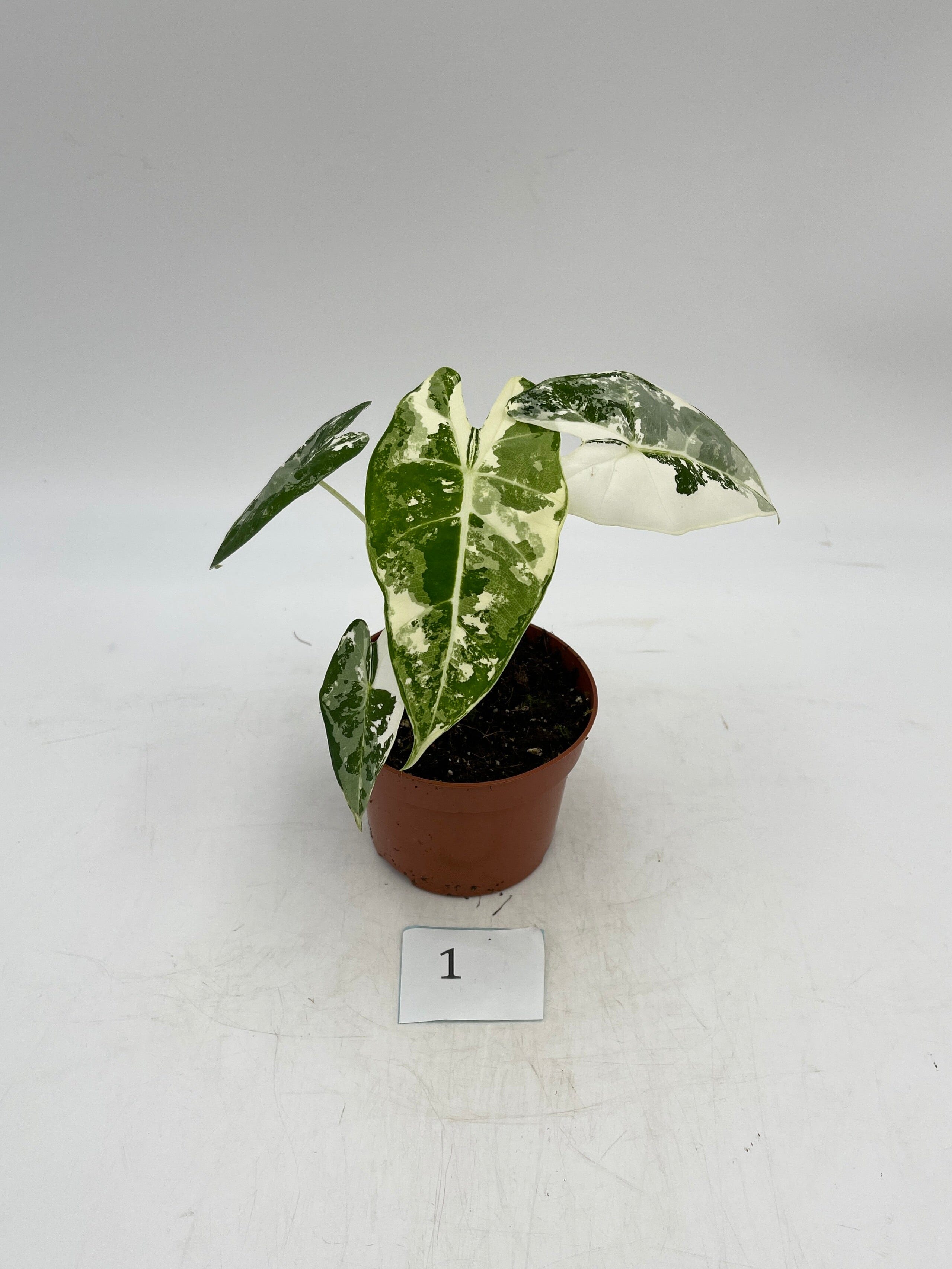 Variegated Alocasia Micholitziana Frydek