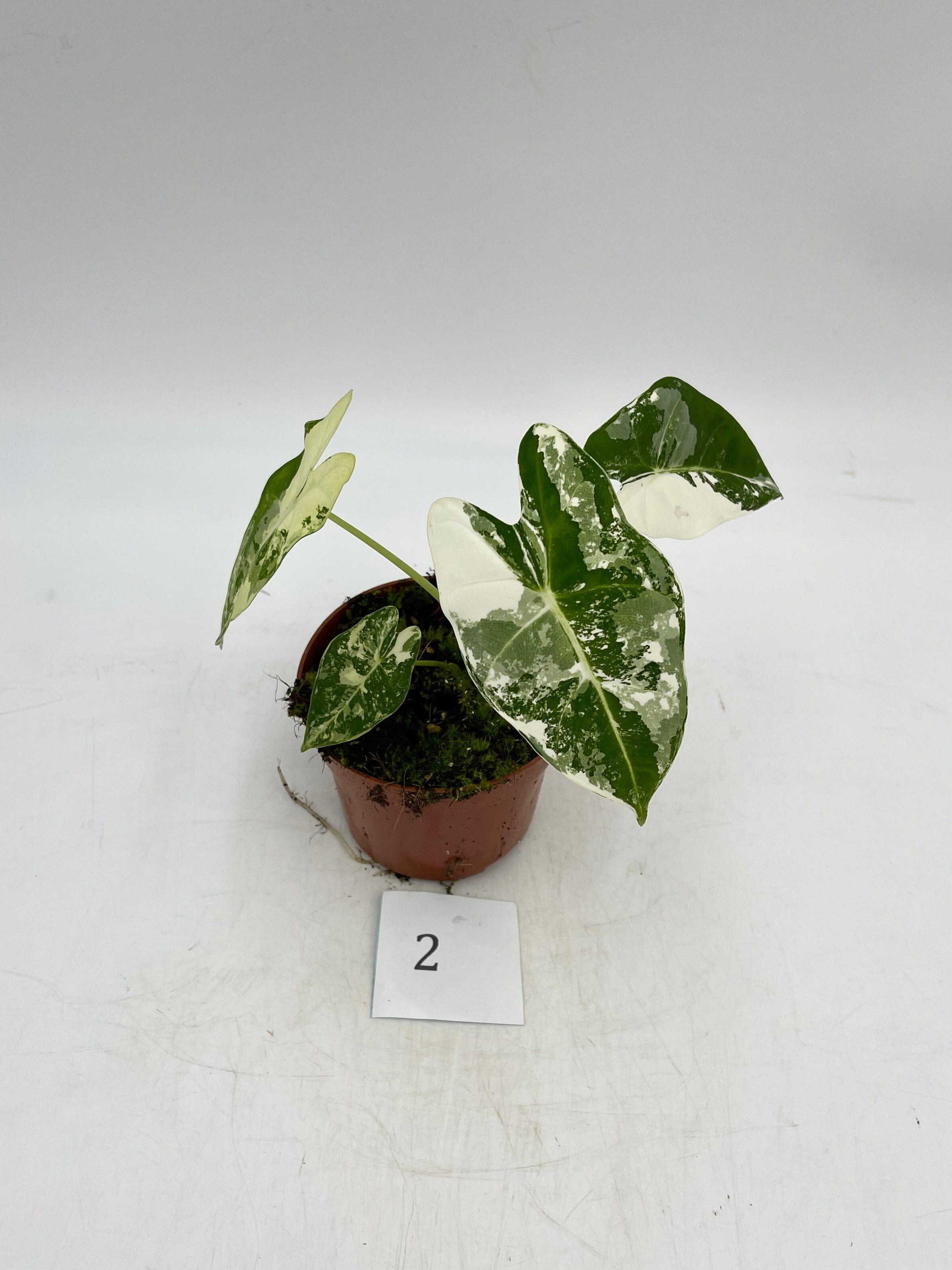 Variegated Alocasia Micholitziana Frydek, Exact Plant