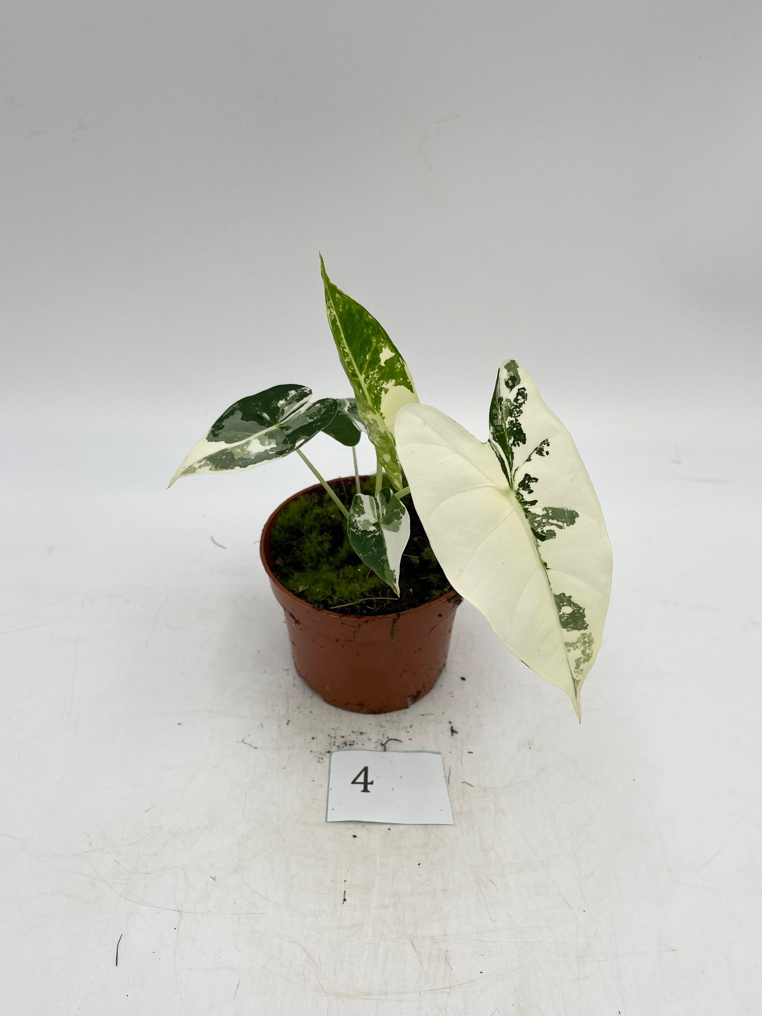 Variegated Alocasia Micholitziana Frydek, Exact Plant