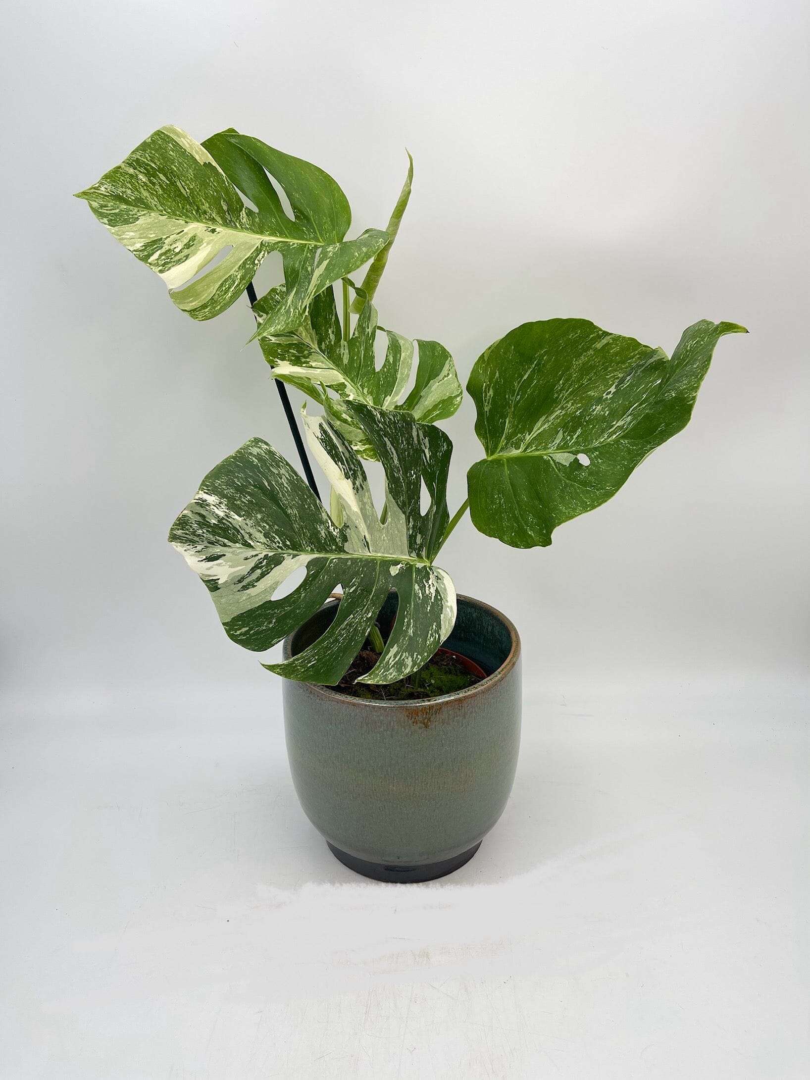 Variegated Monstera Deliciosa, Albo Variegata