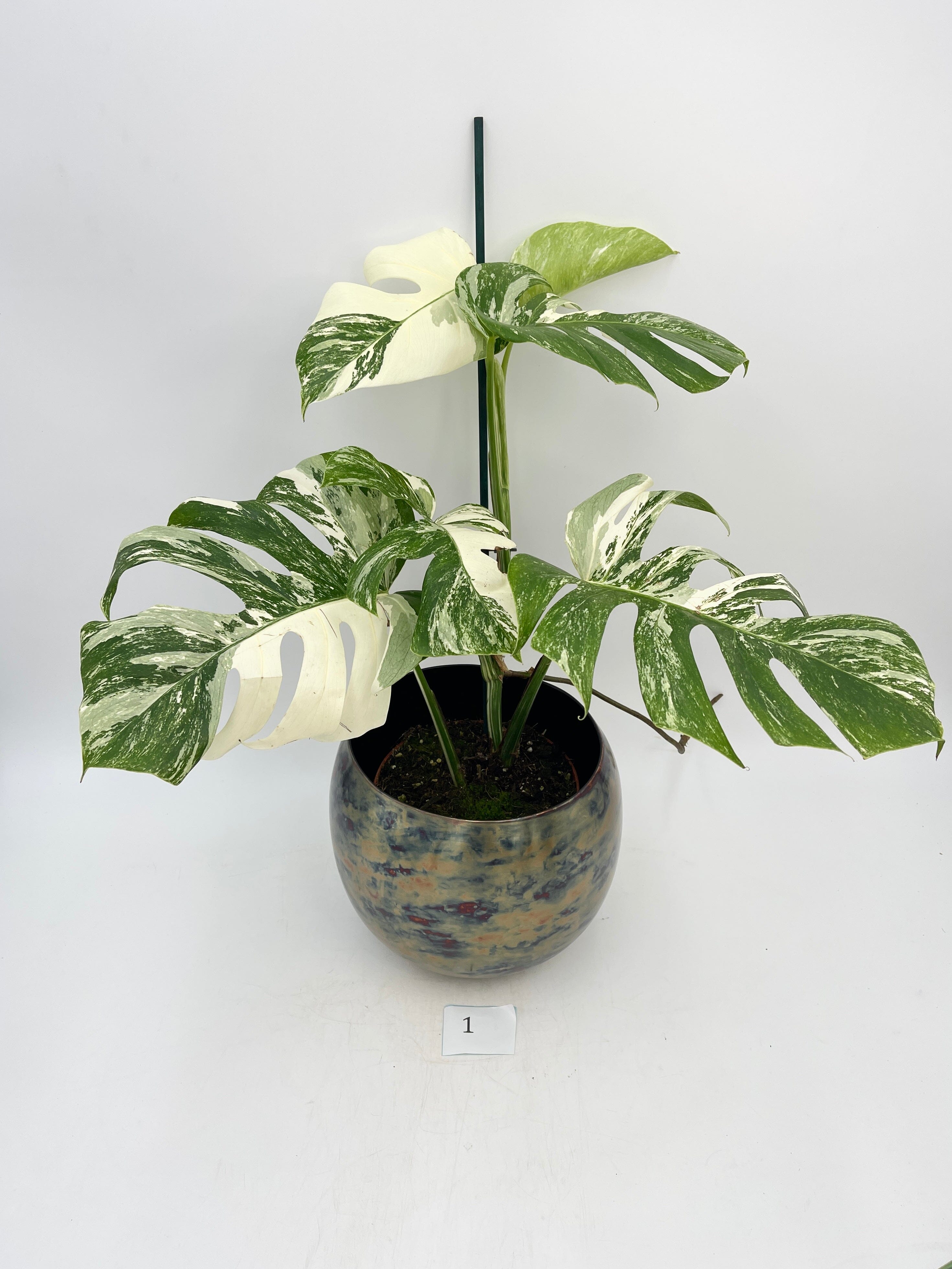 Variegated Monstera Deliciosa, Albo Variegata