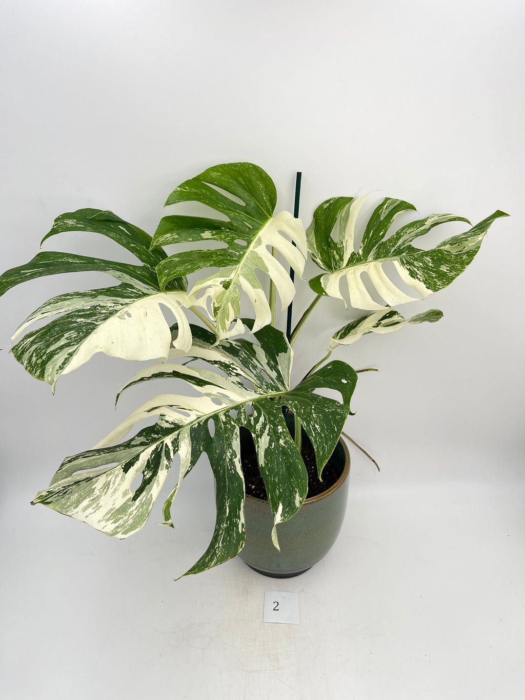 Variegated Monstera Deliciosa, EXACT PLANT, Albo Variegata