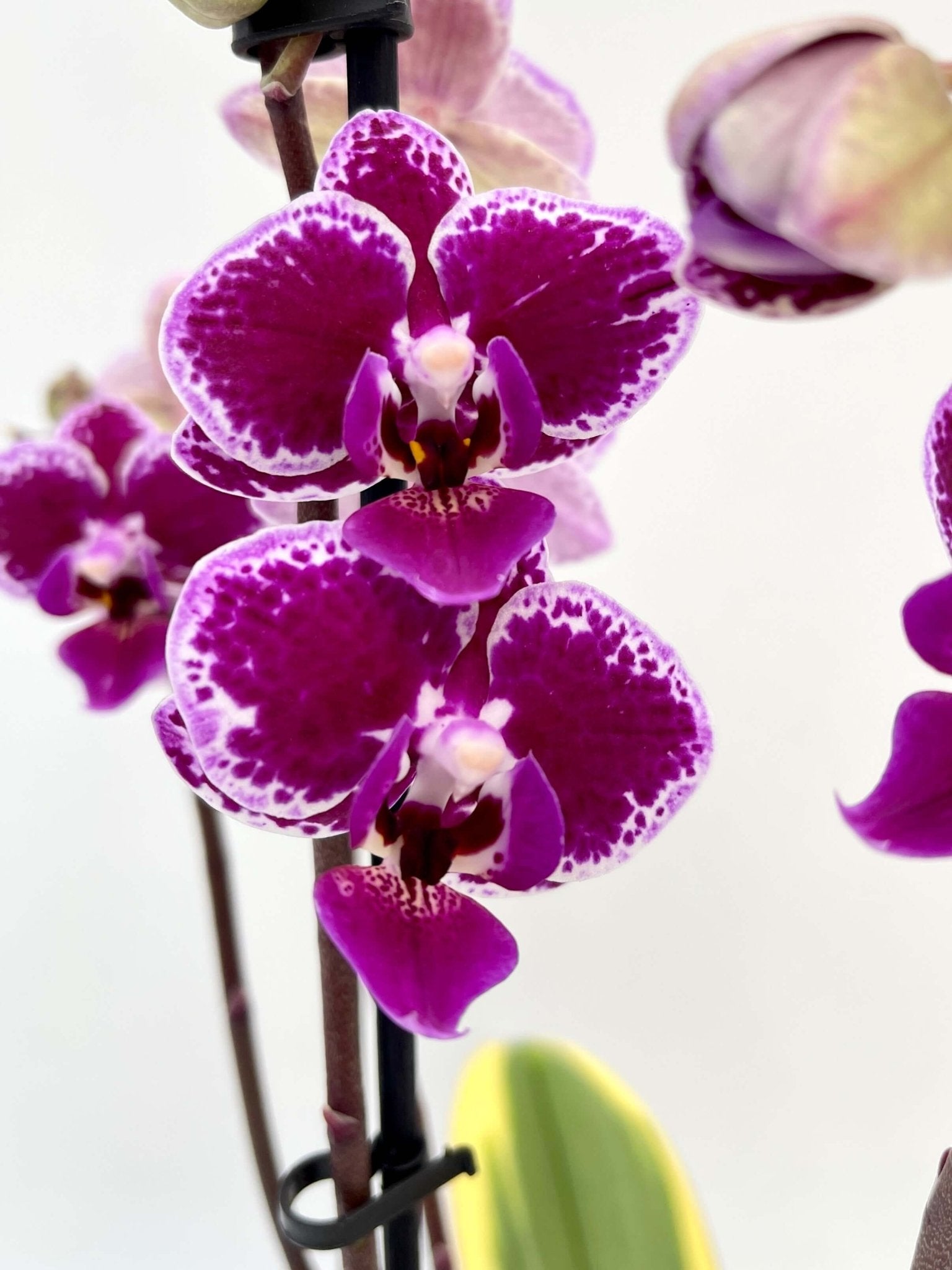 Variegated Orchid - Phalaenopsis Chia E Yenlin – Rare Plant