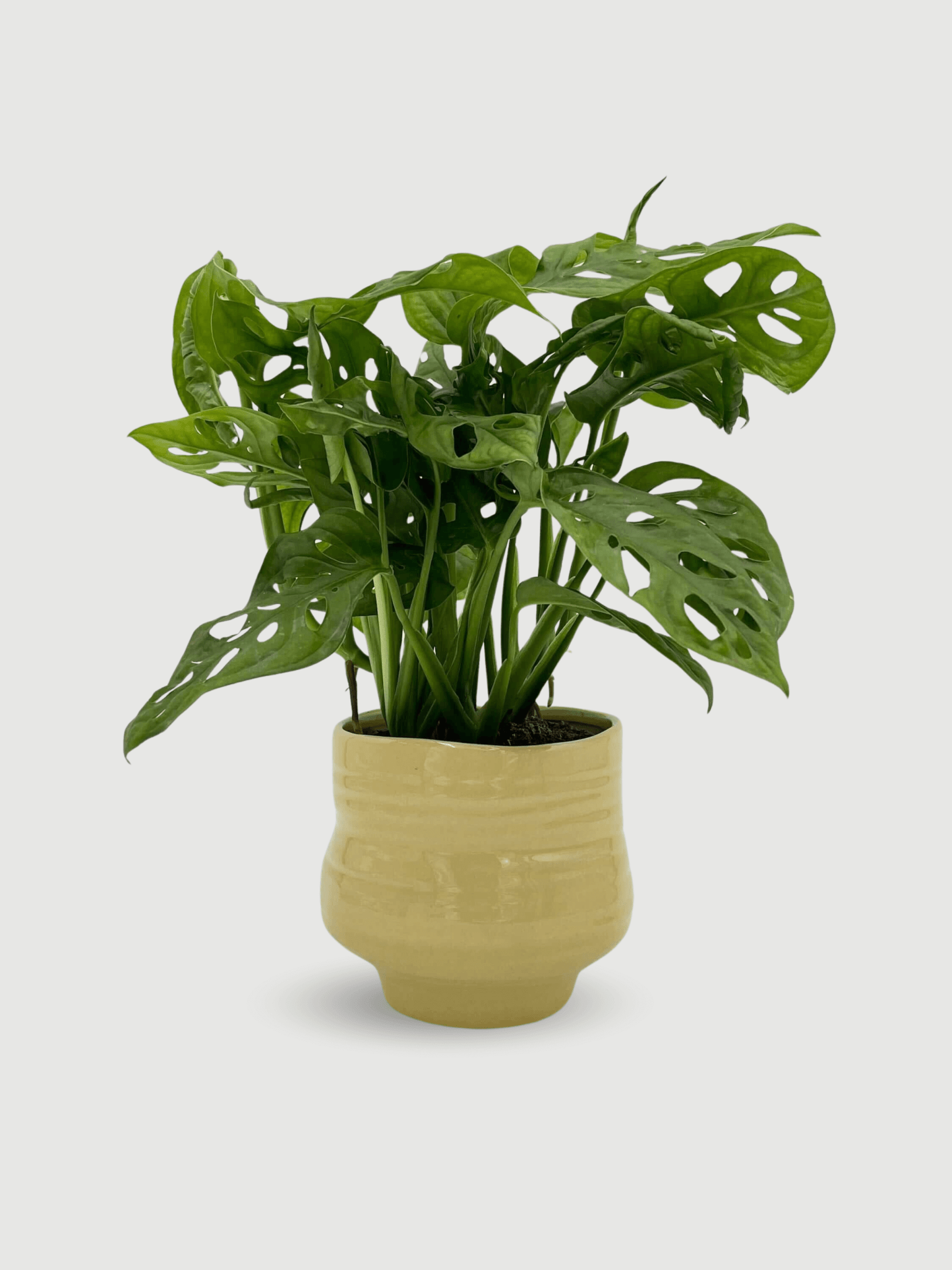 Veerle_Handmade_Ceramic_Plant_Pot_Yellow_D15_cm_Orchid_Pot