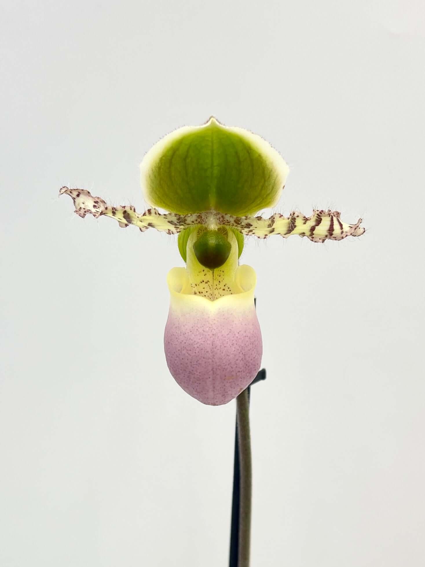Venus slipper orchid Paphiopedilum gratrixianum Pinocchio in bloom with dramatic pouch-shaped flower, rare indoor orchid UK