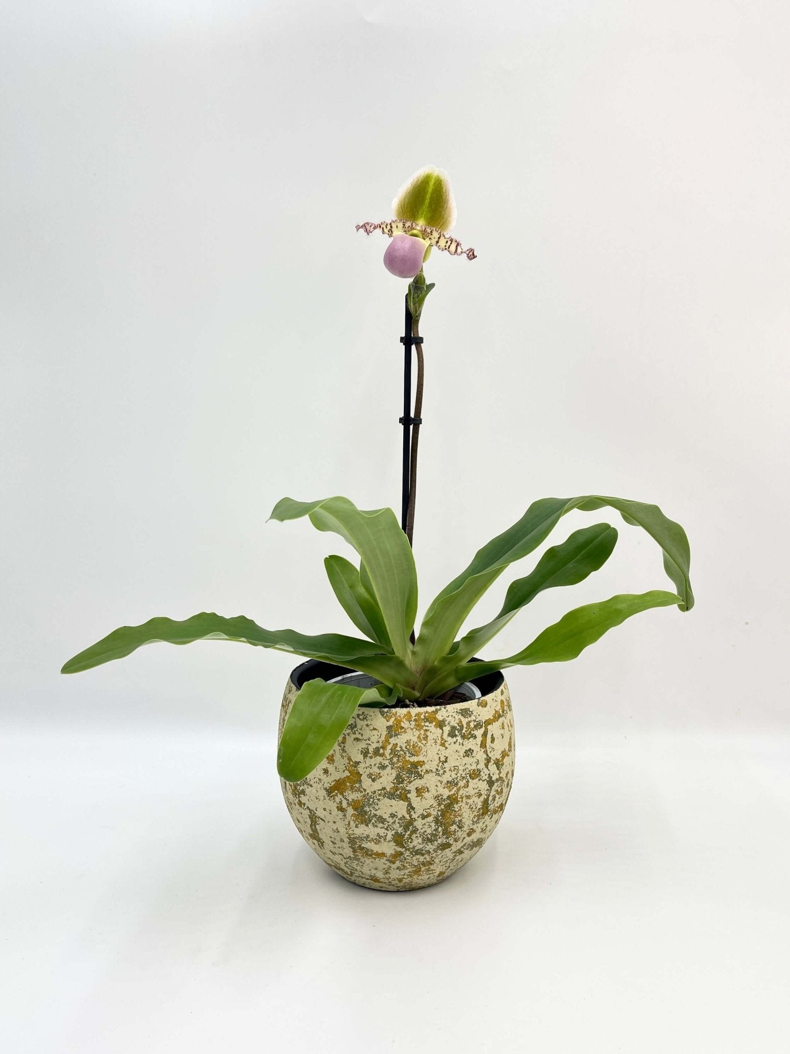Venus slipper orchid Paphiopedilum gratrixianum Pinocchio in bloom with dramatic pouch-shaped flower, rare indoor orchid UK