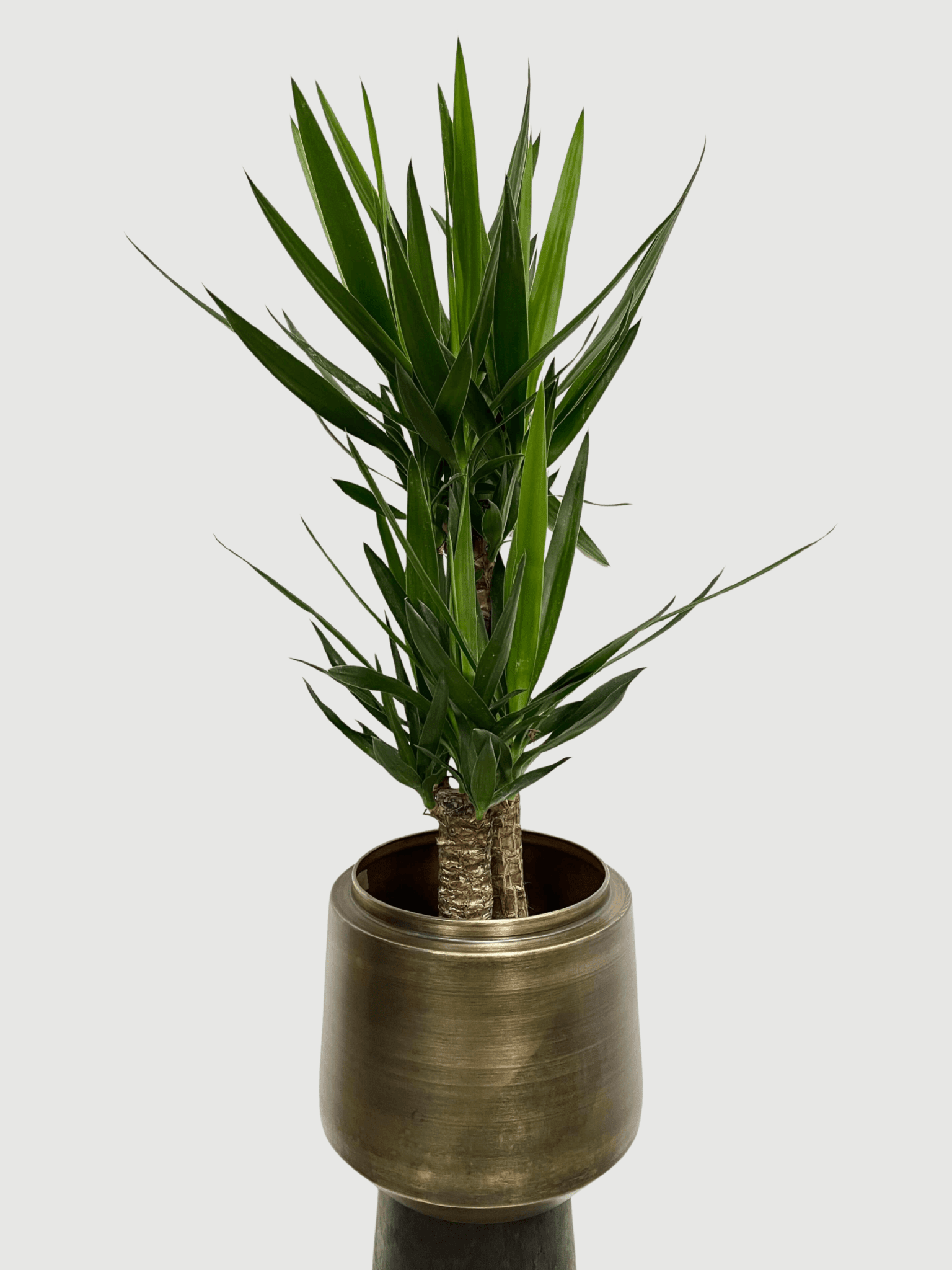 Yucca Elephantipes in Retro Gold Metal Pot, 100 - 110cm - Rebel Plants