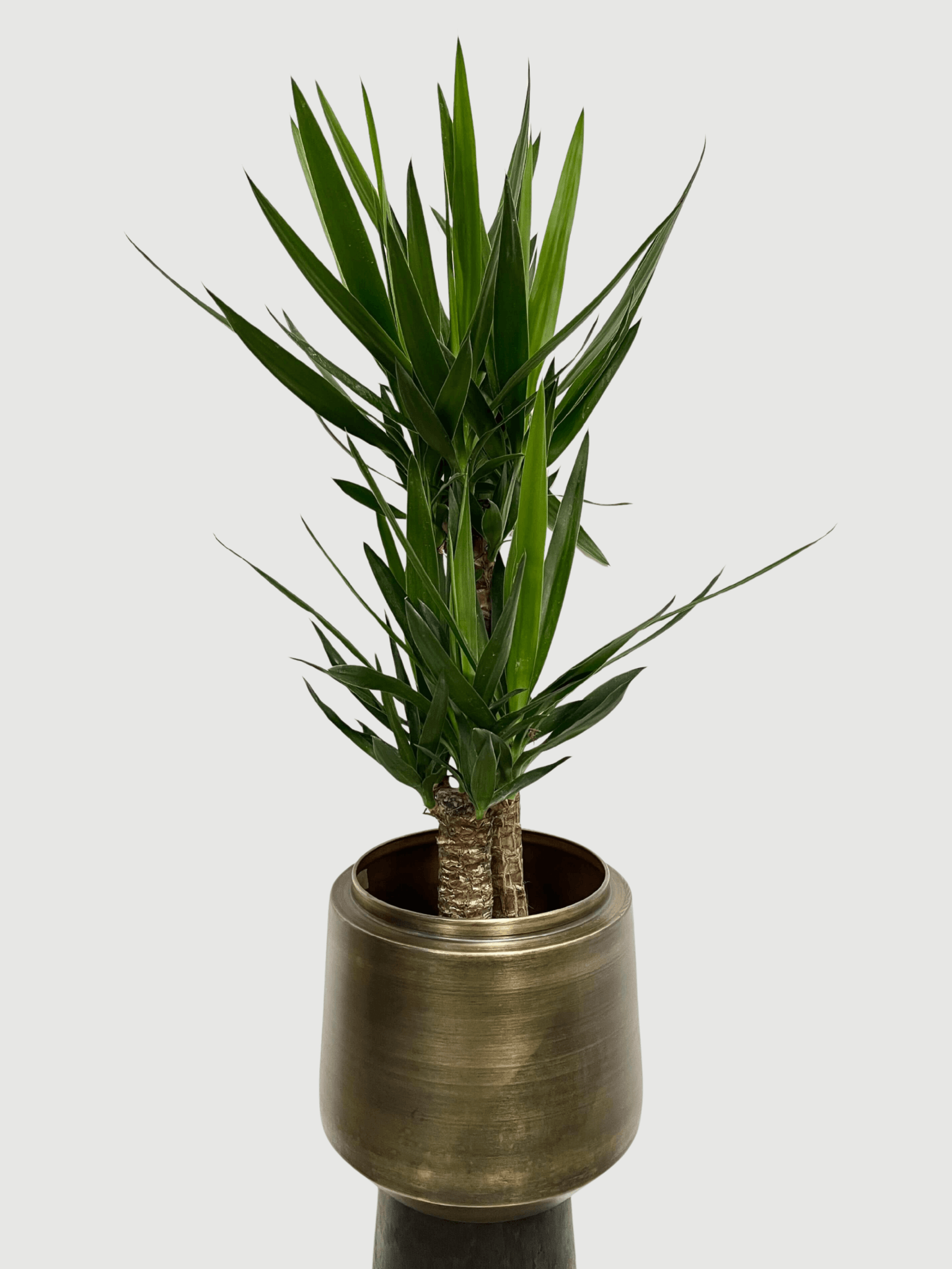 Yucca Elephantipes in Retro Gold Metal Pot, 100-110cm