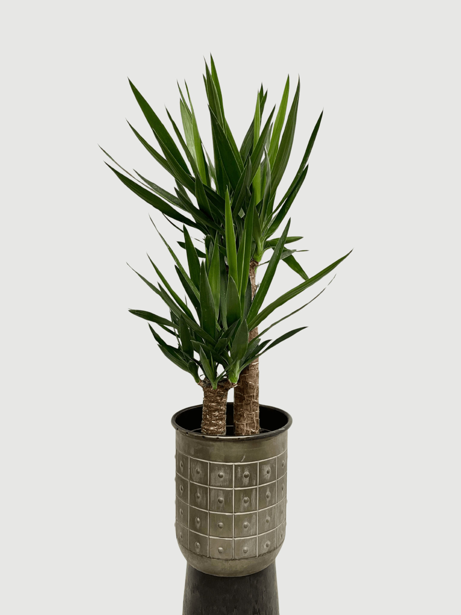 Yucca Elephantipes, Large House Plant, 100-110cm
