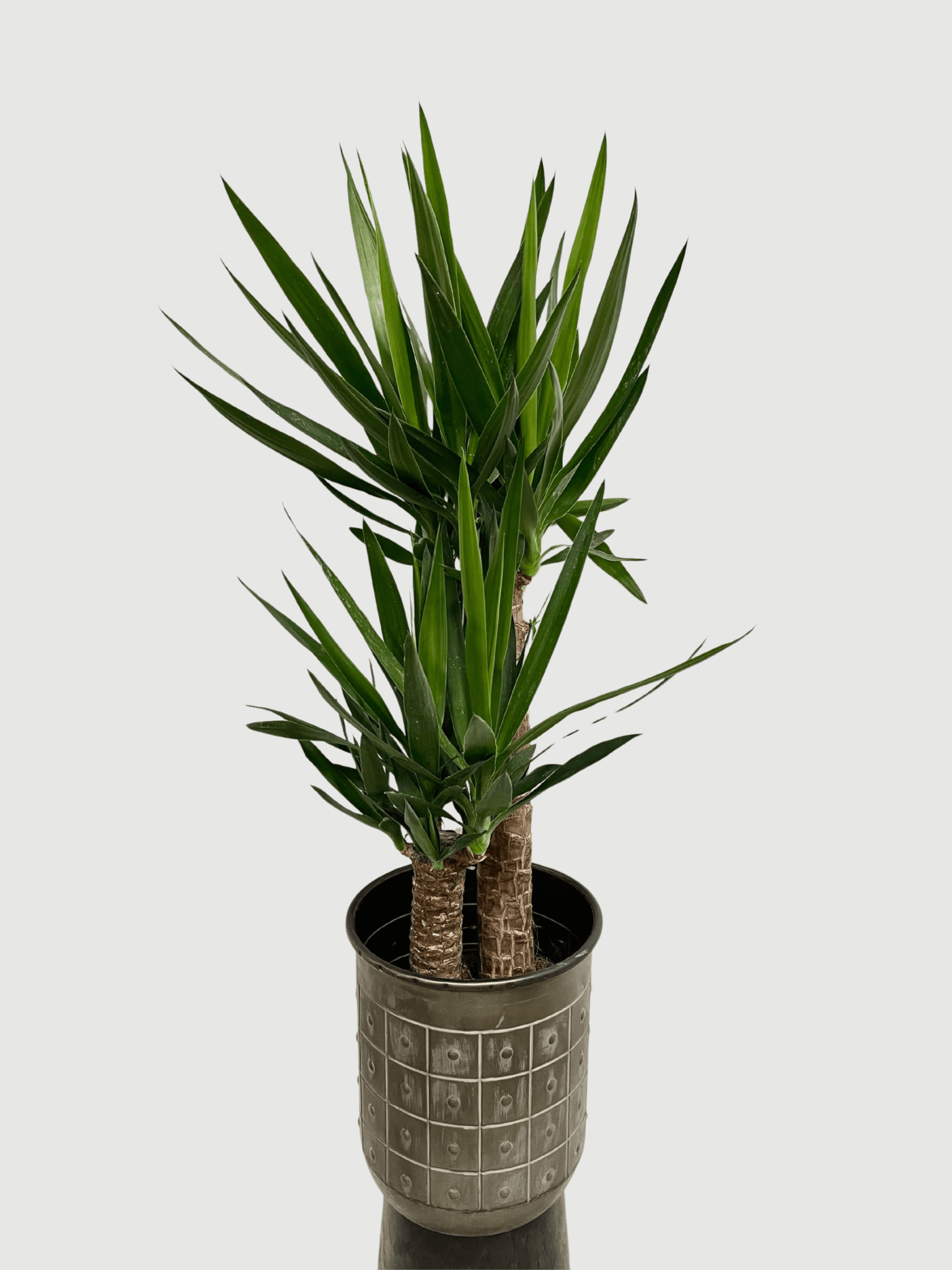 Yucca Elephantipes - Spineless Yucca Plant 100-110cm