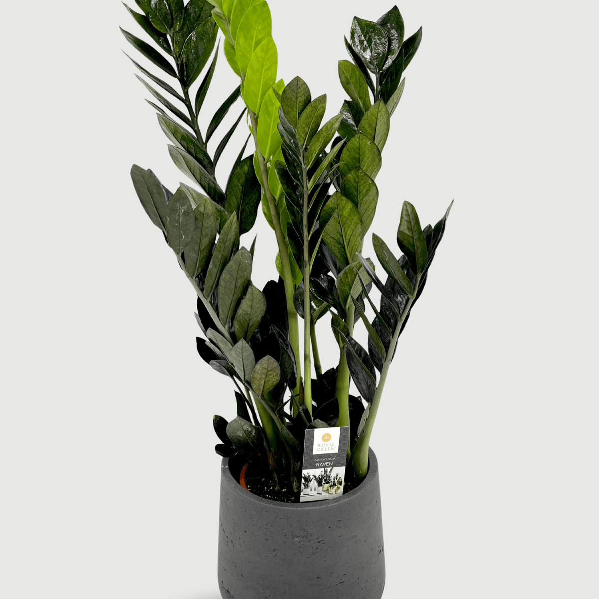 Zamioculcas Zamiifolia Black Raven, ZZ Plant