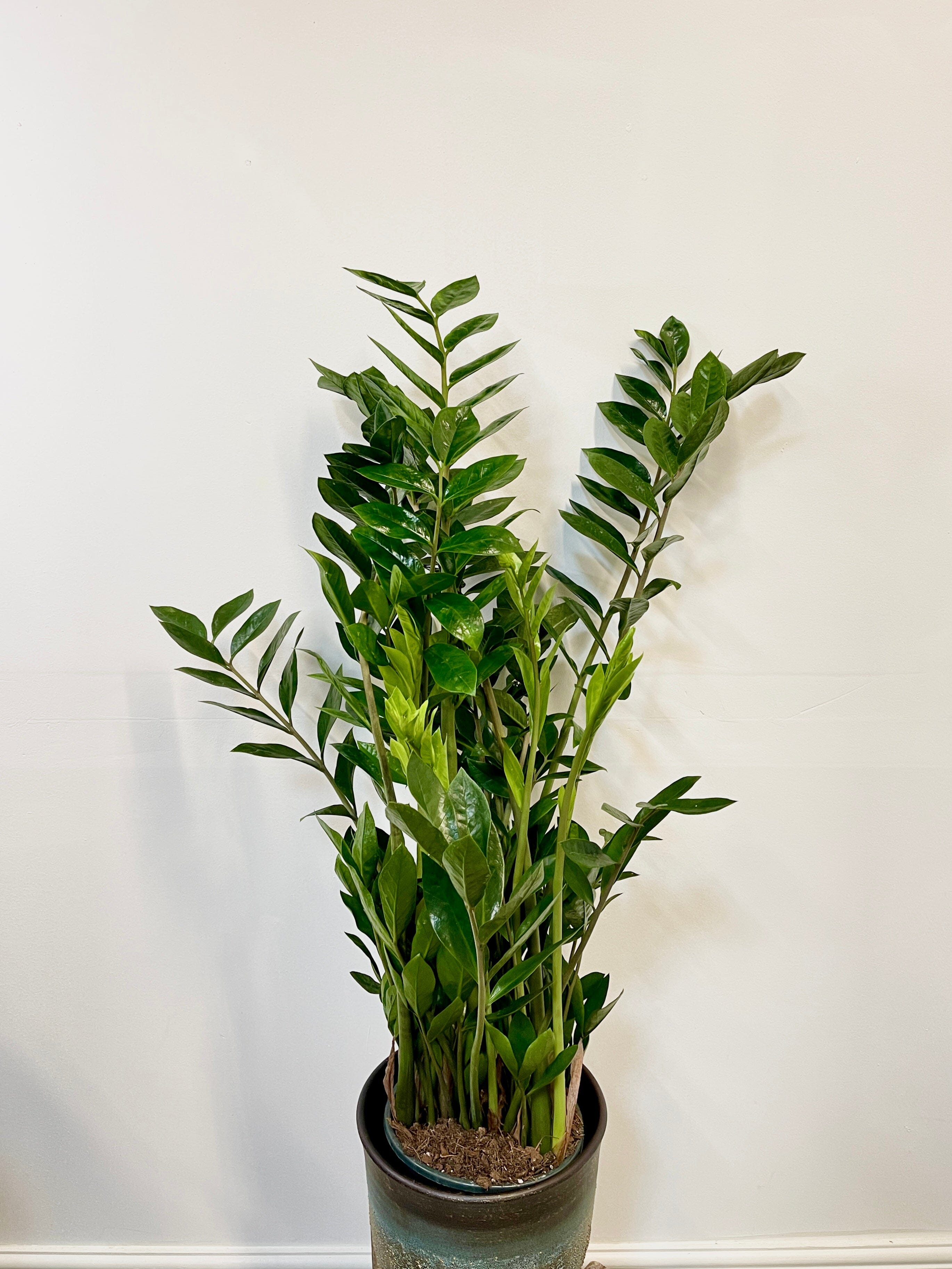 Zamioculcas Zamiifolia, ZZ Plant