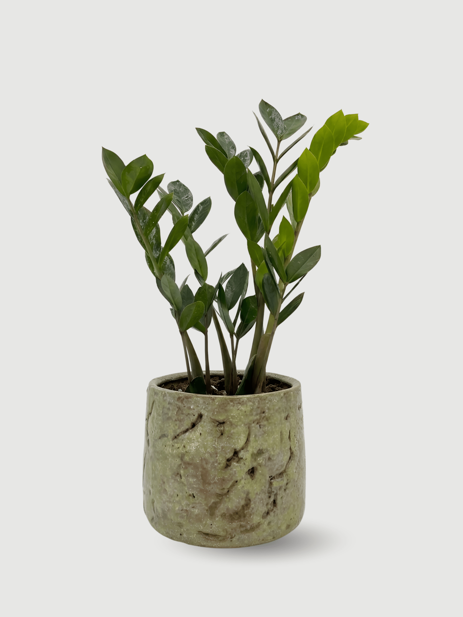 ZZ Plant in Handmade Masha Ceramic Pot, Plant & Pot Bundle - Rebel Plants