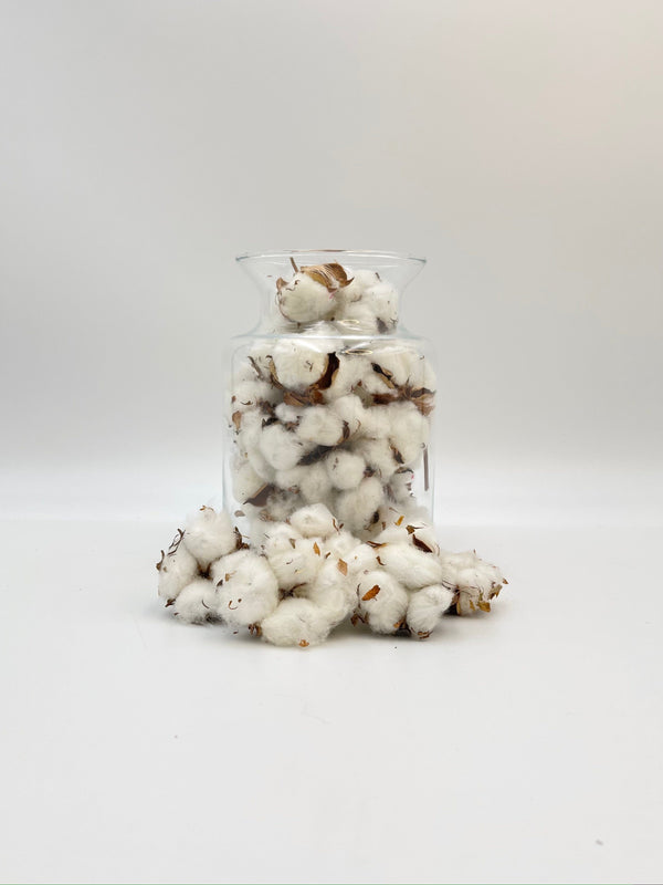 10 x Dried Natural Cotton Heads
