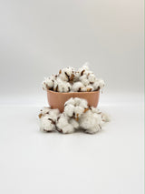 10 x Dried Natural Cotton Heads