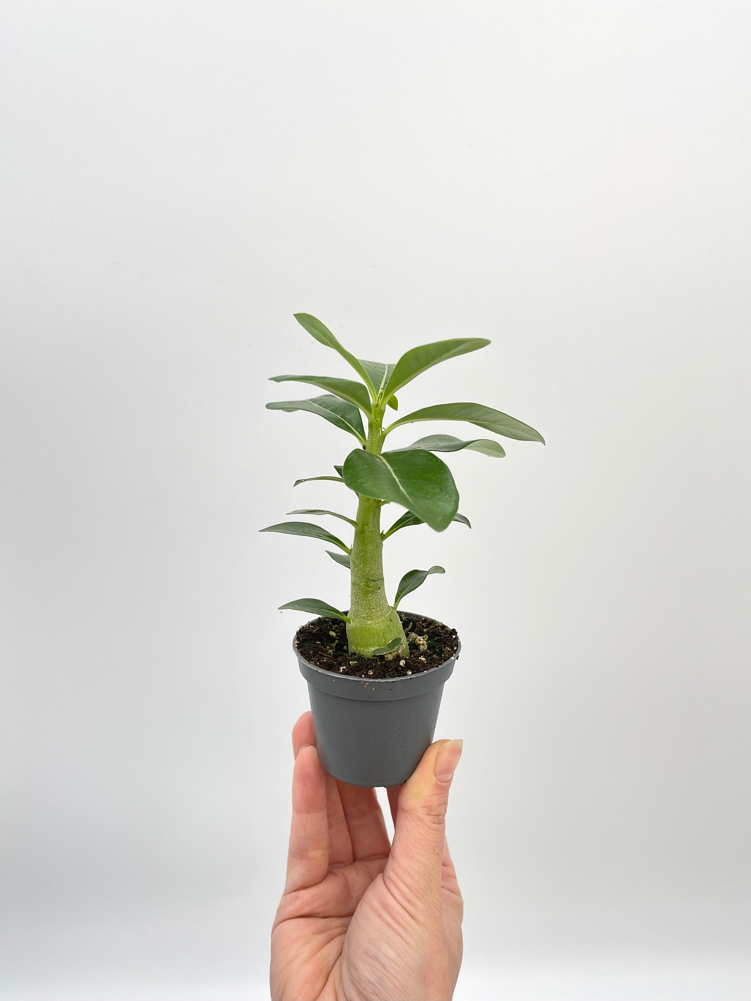 Adenium Obesum, Baby Plant